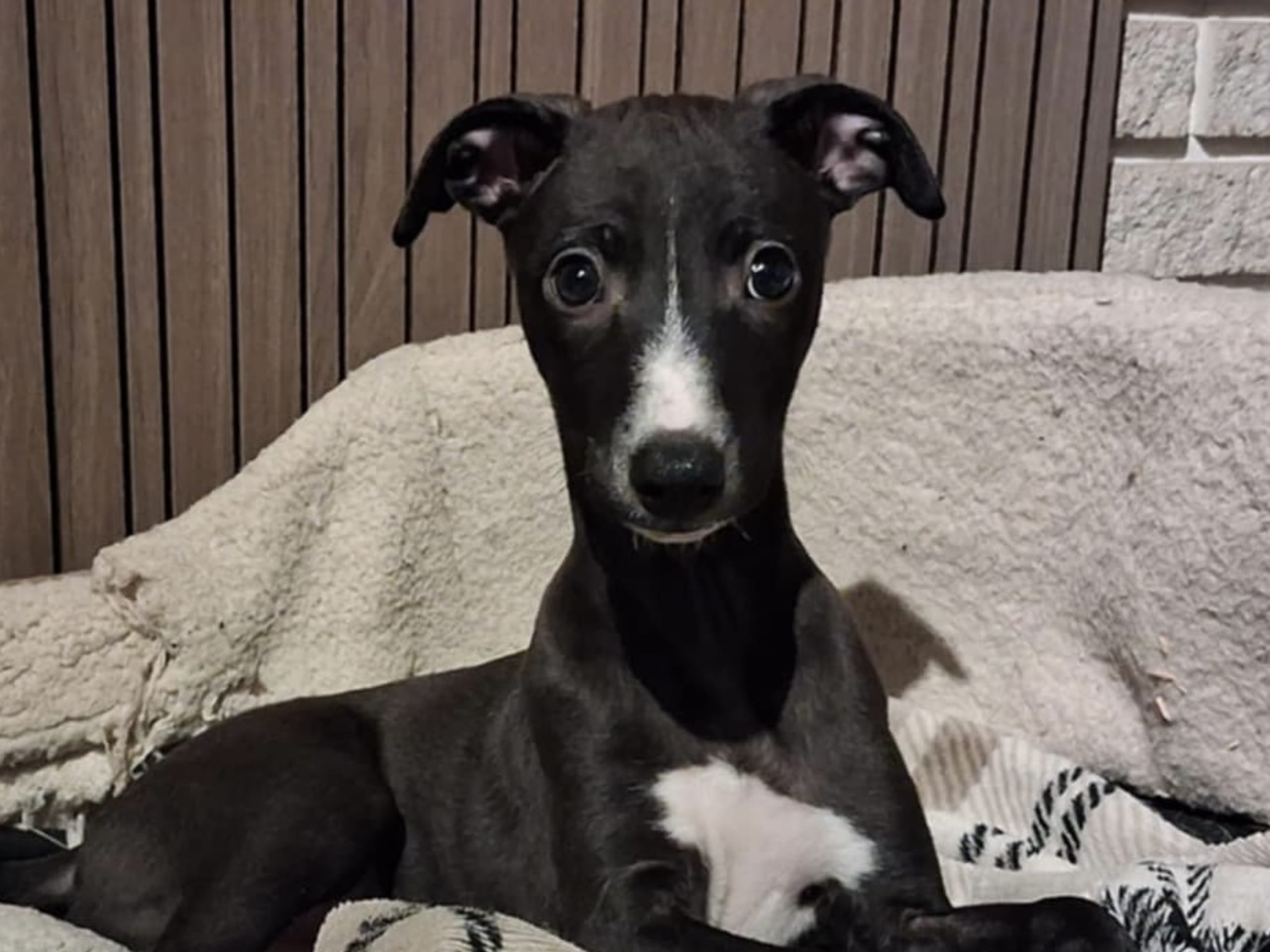 Whippet