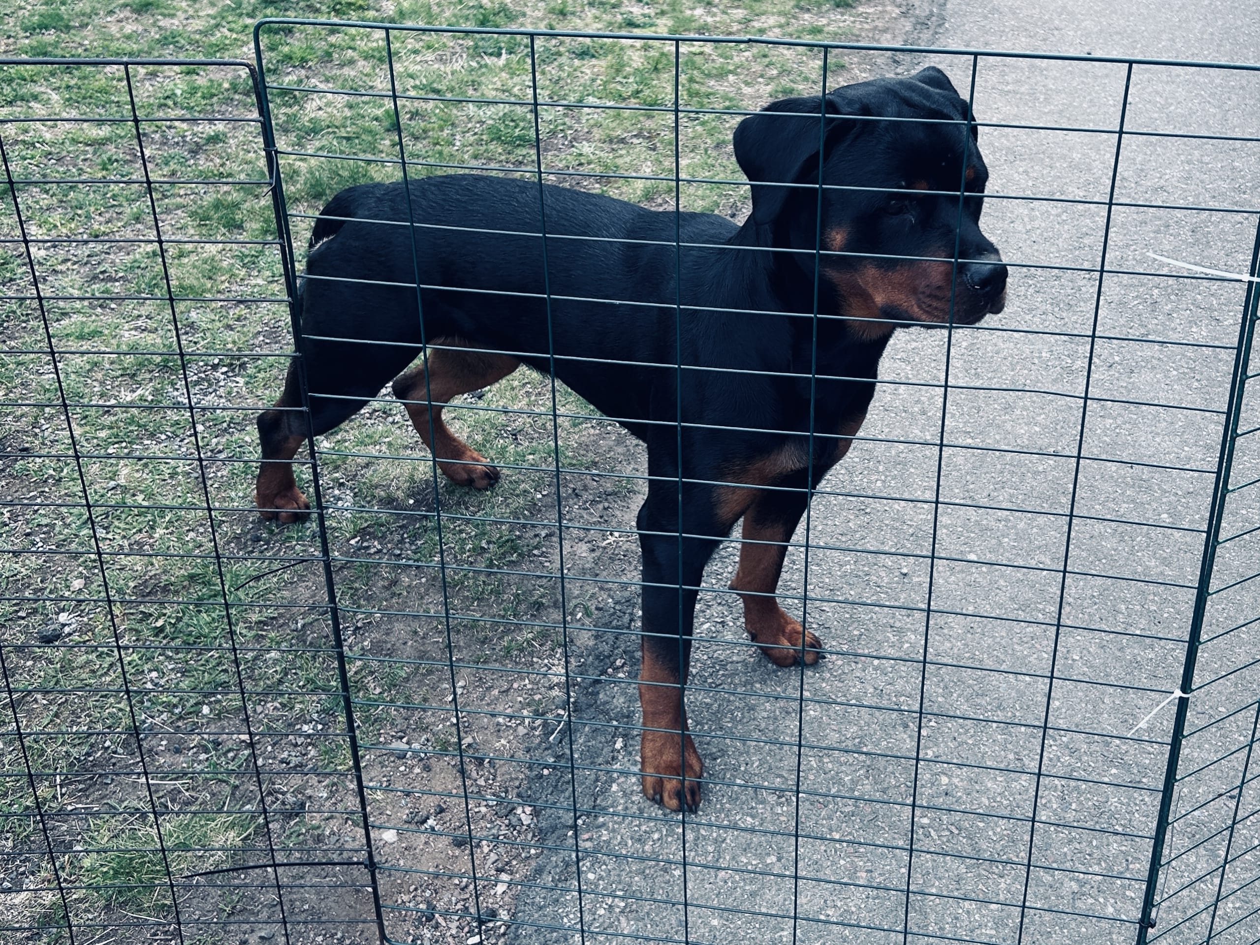 Rottweiler · Eksjö · sofia l.