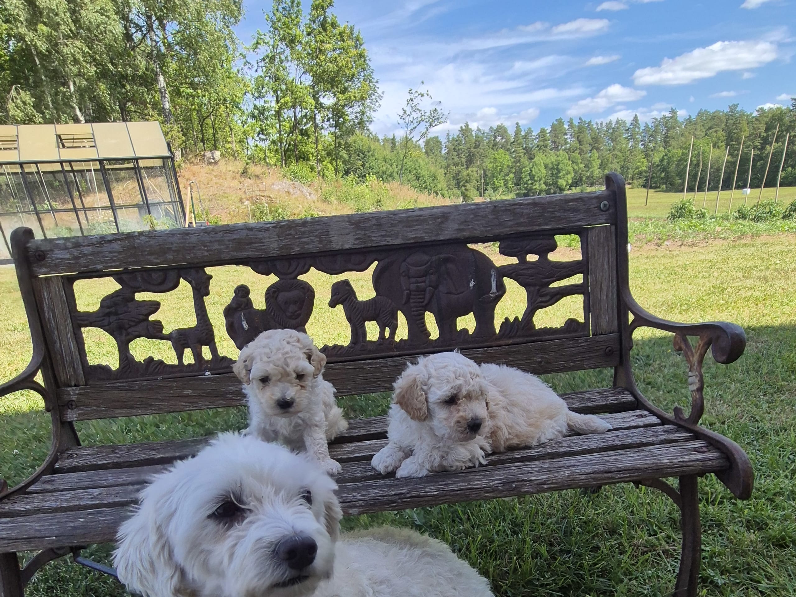 Maltipoo · Hässleholm · Daniela K.
