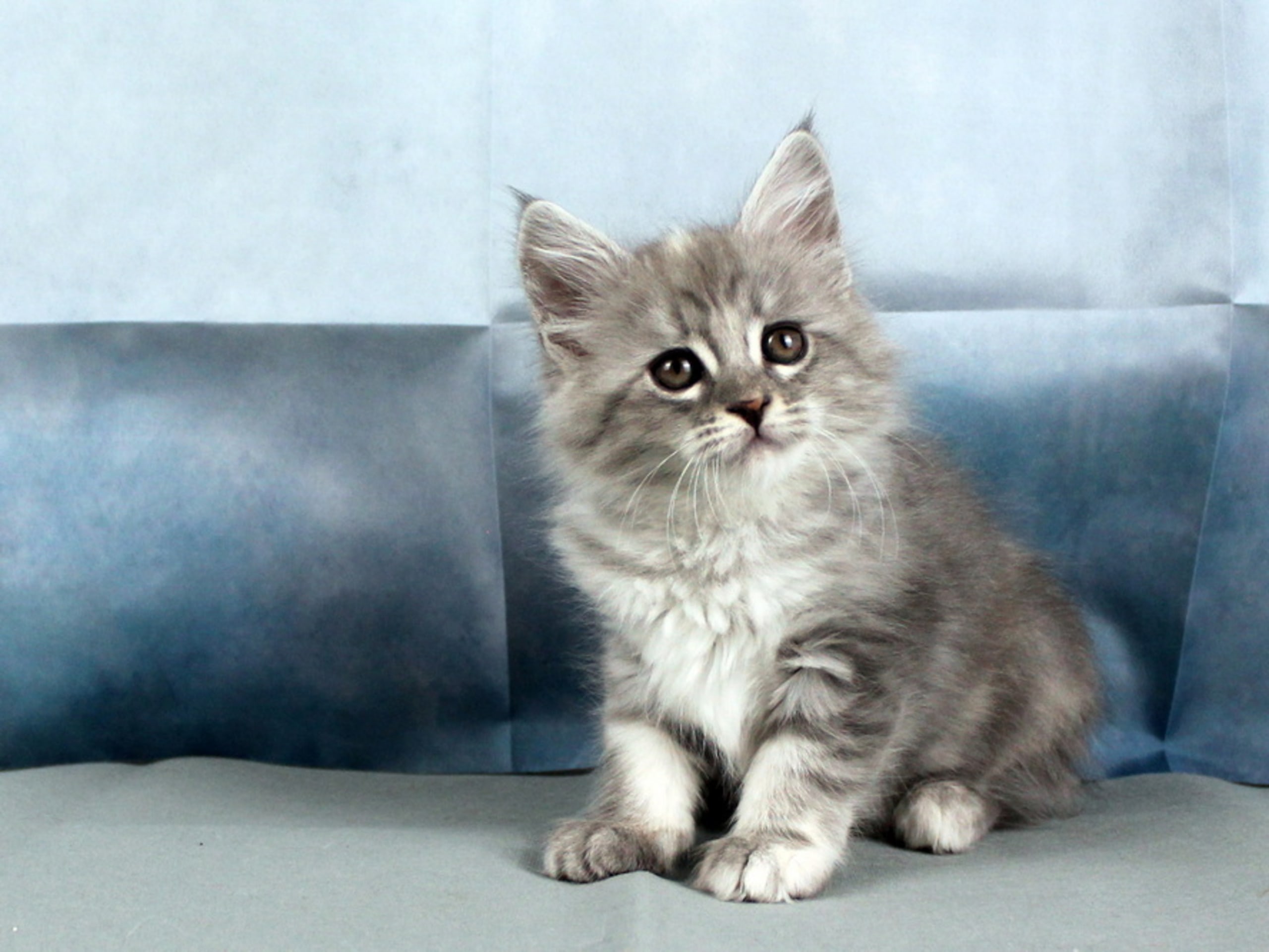 Maine Coon