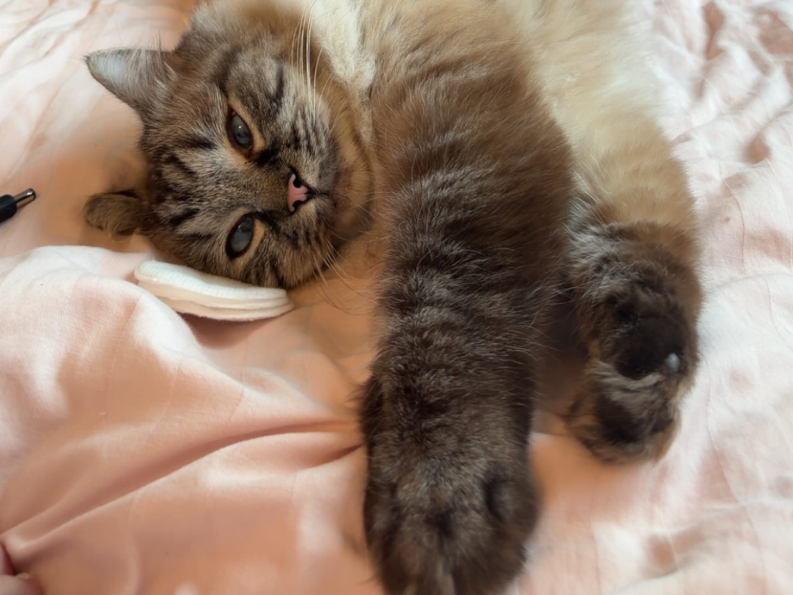 Ragdoll · Gävle · Linn T.