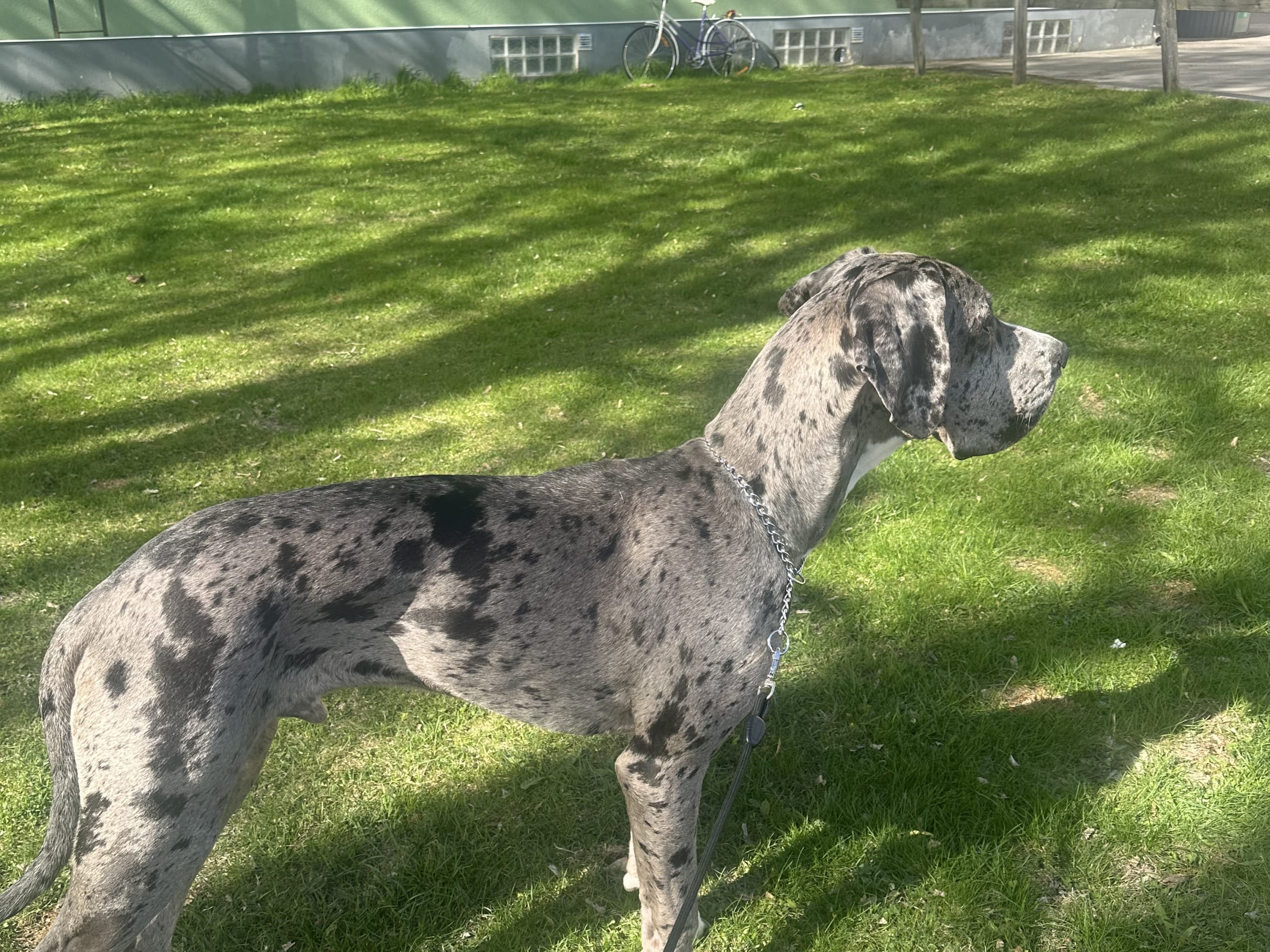 Great Dane (Grand danois) · Ludvika · Carola E.