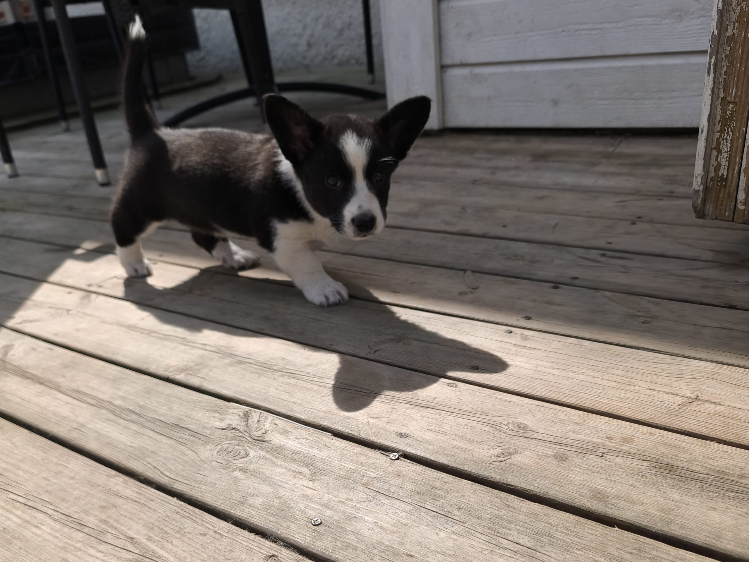 Welsh corgi cardigan