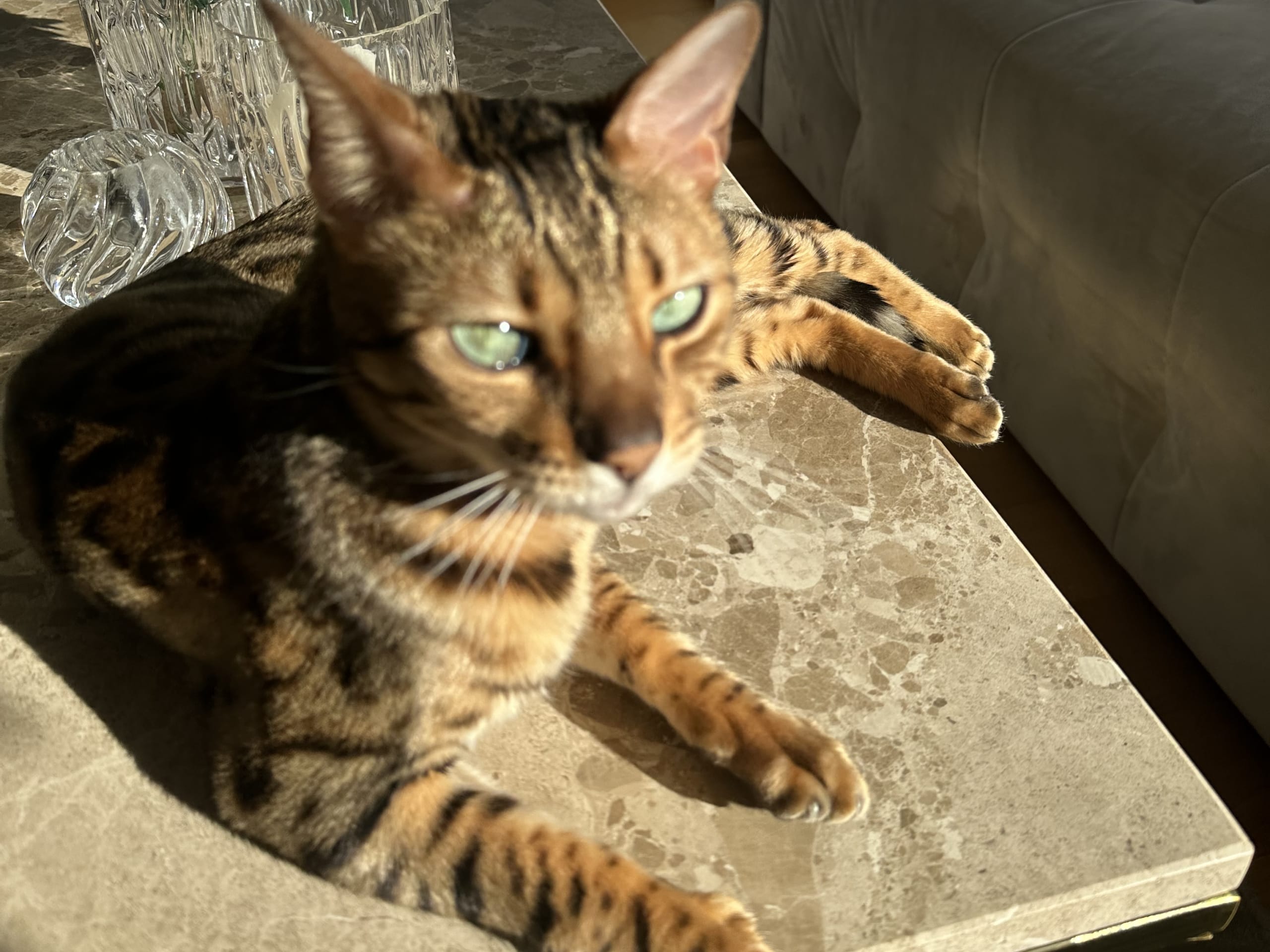 Bengal · Sundbyberg · Emina A.