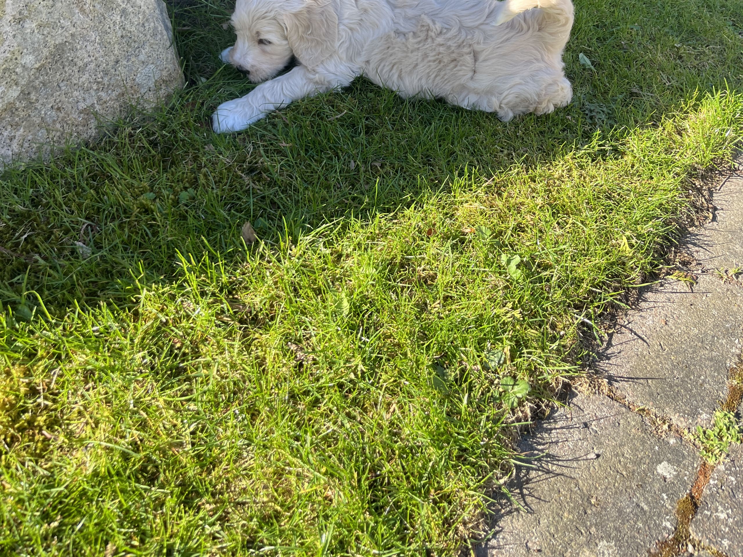Labradoodle