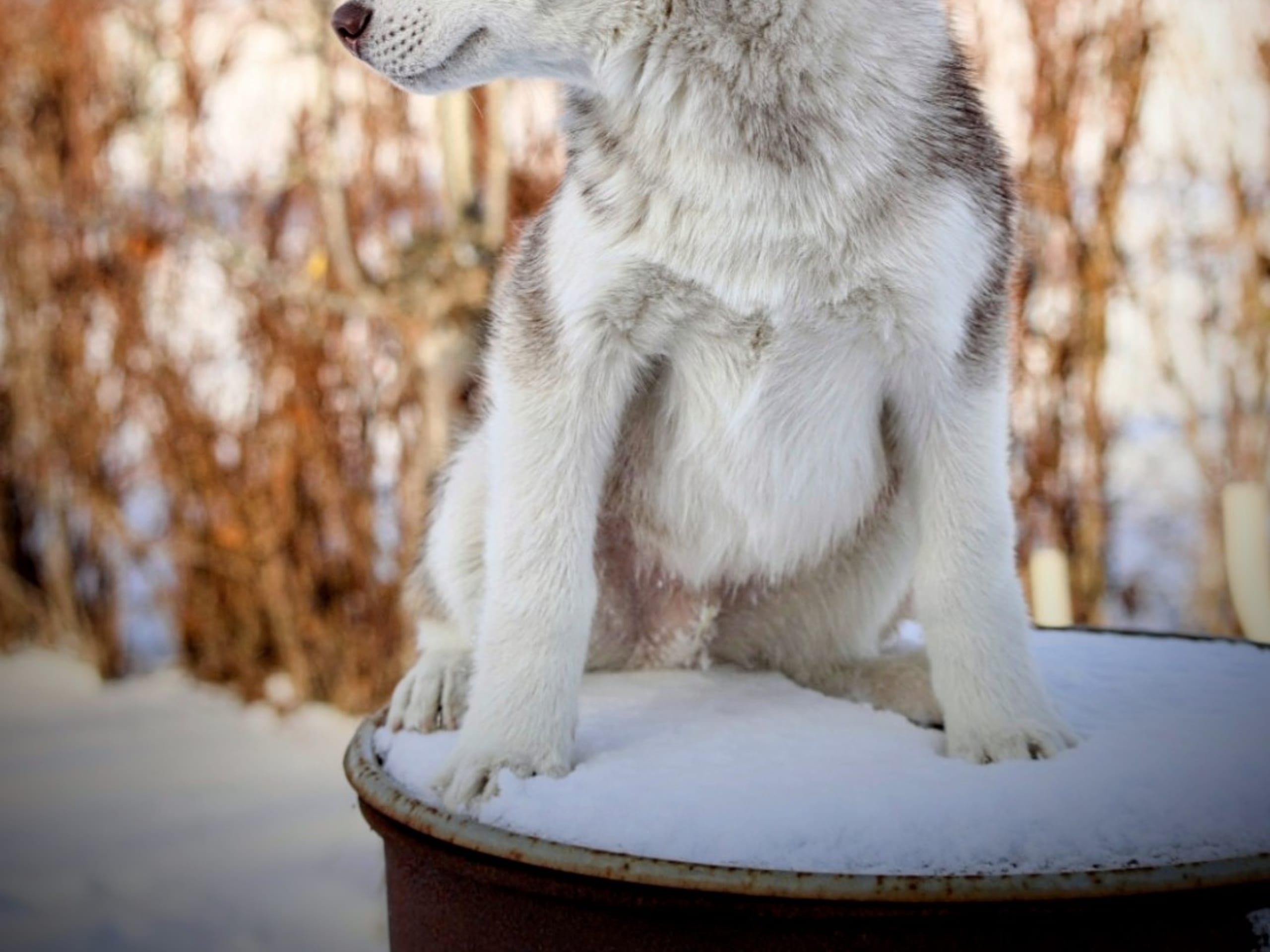 Siberian husky