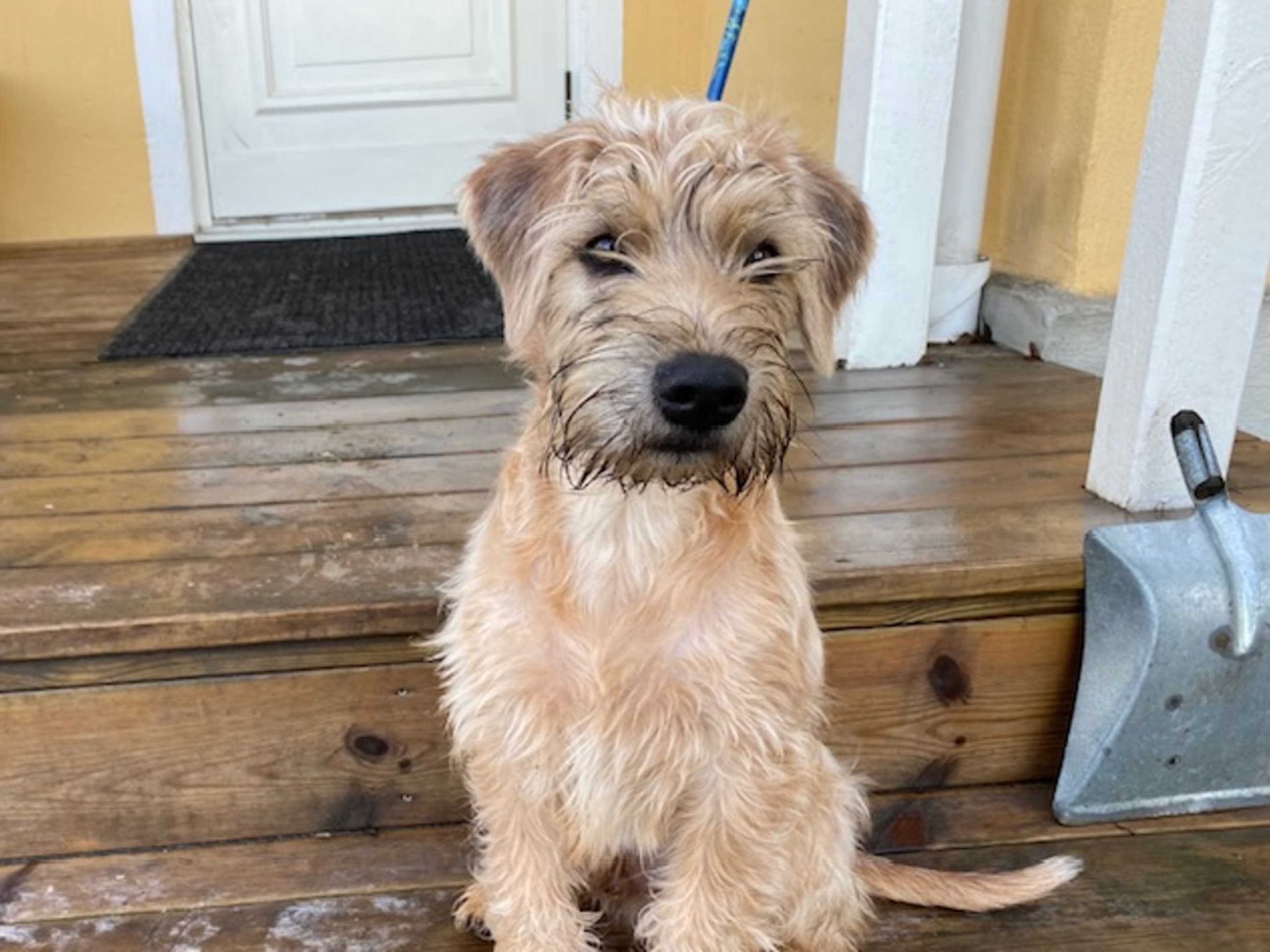 Irish softcoated wheaten terrier