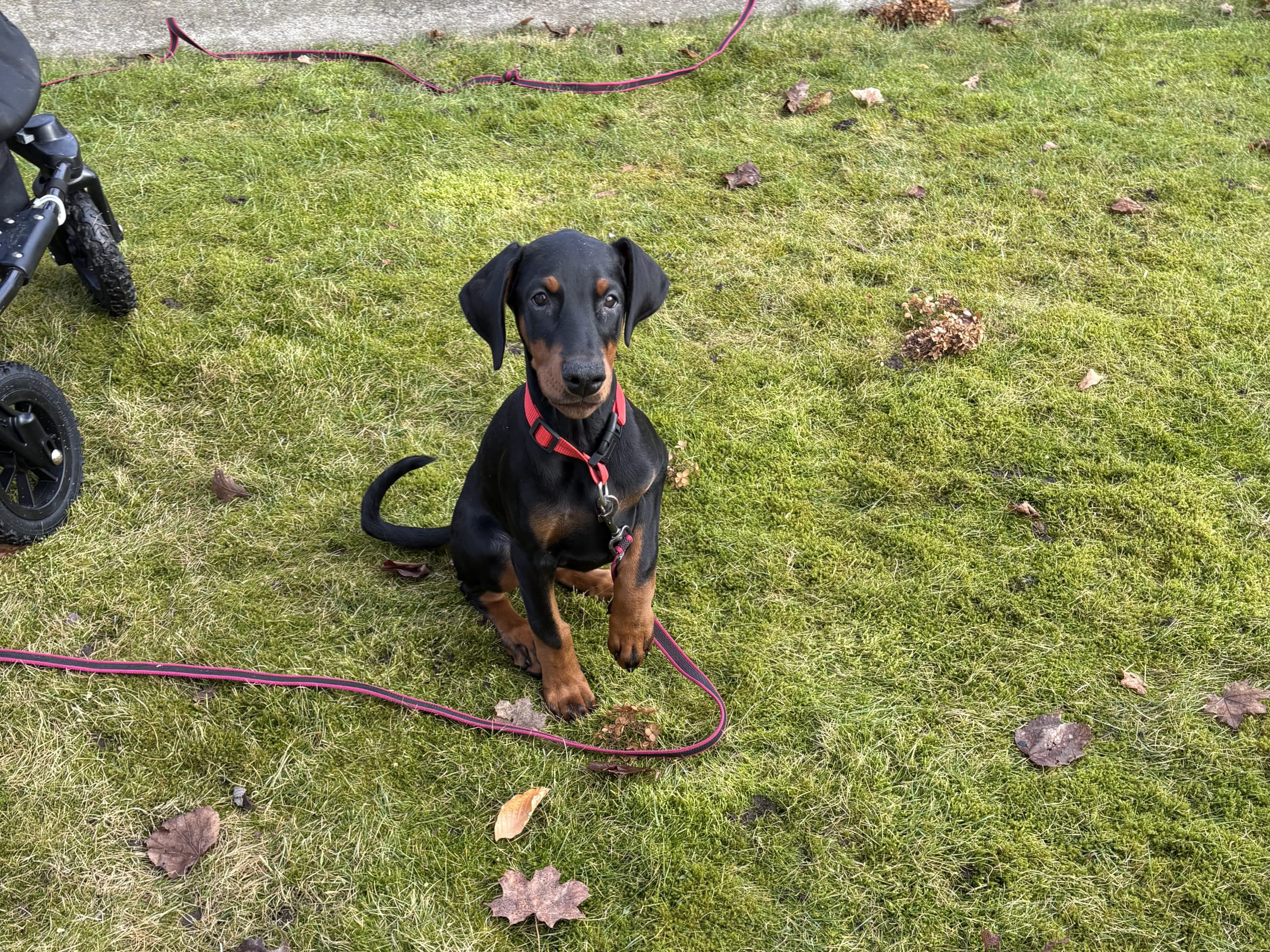 Dobermann