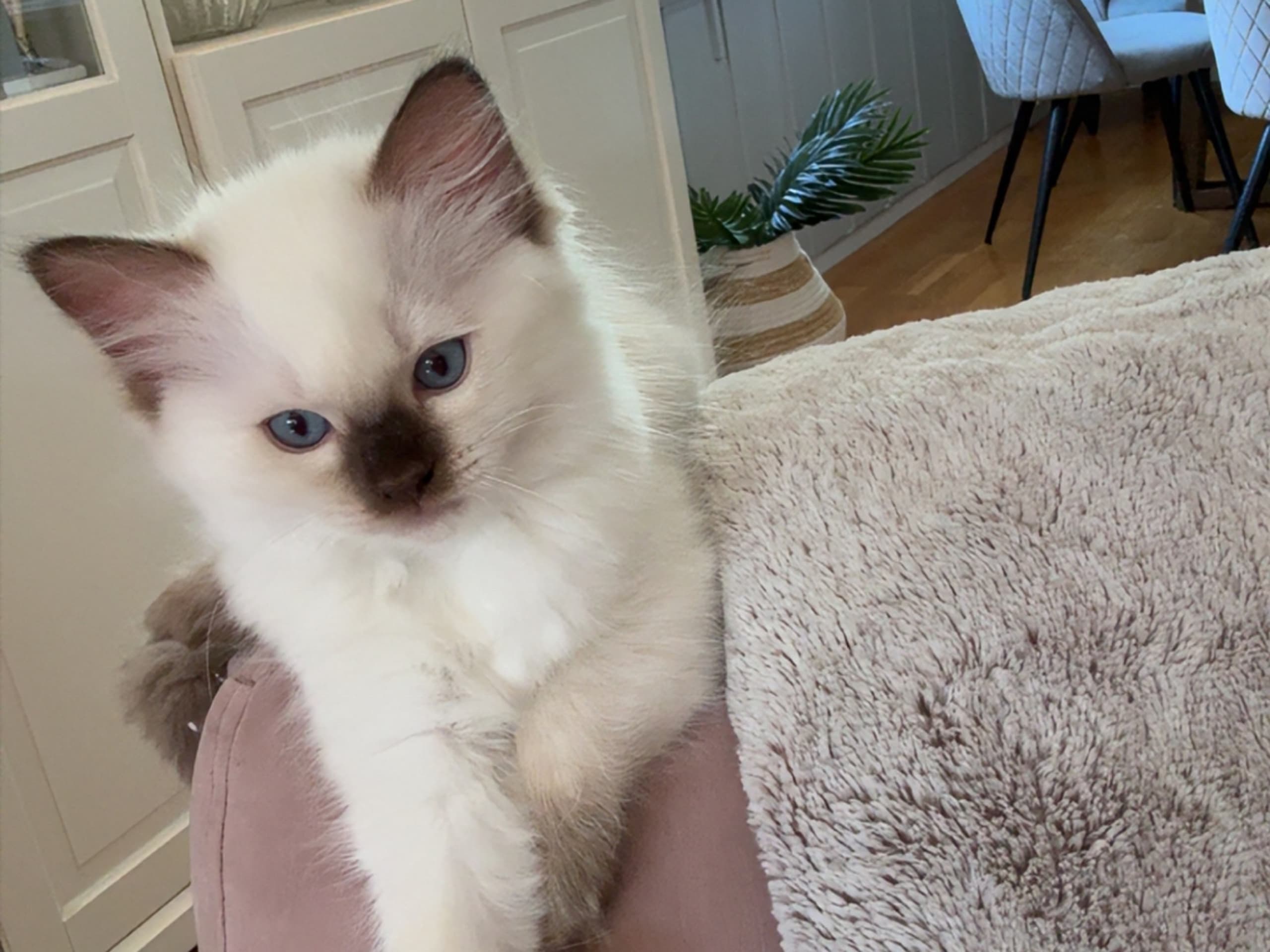 Ragdoll · Hamar · No*Cutie Raggs