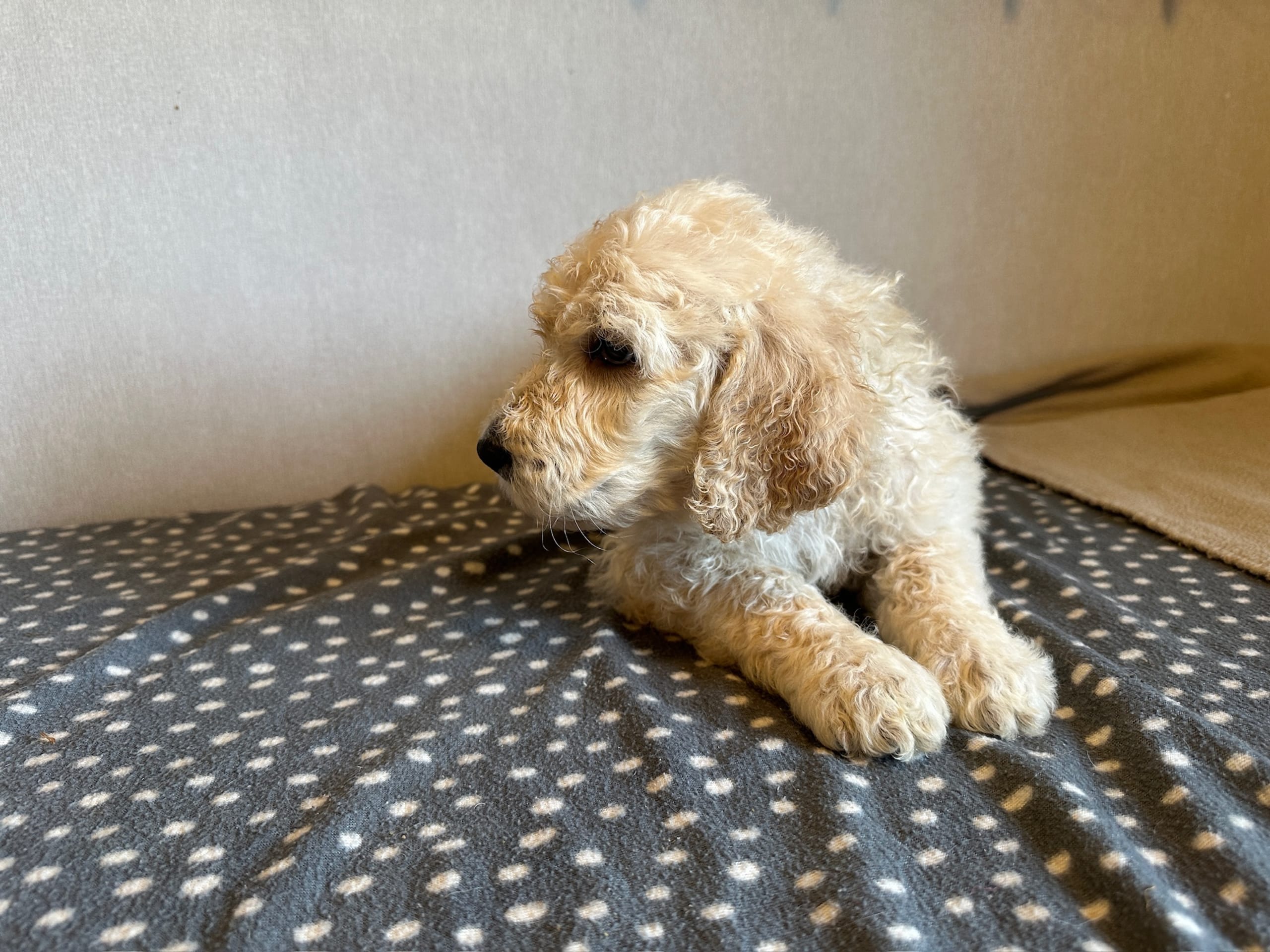 Goldendoodle