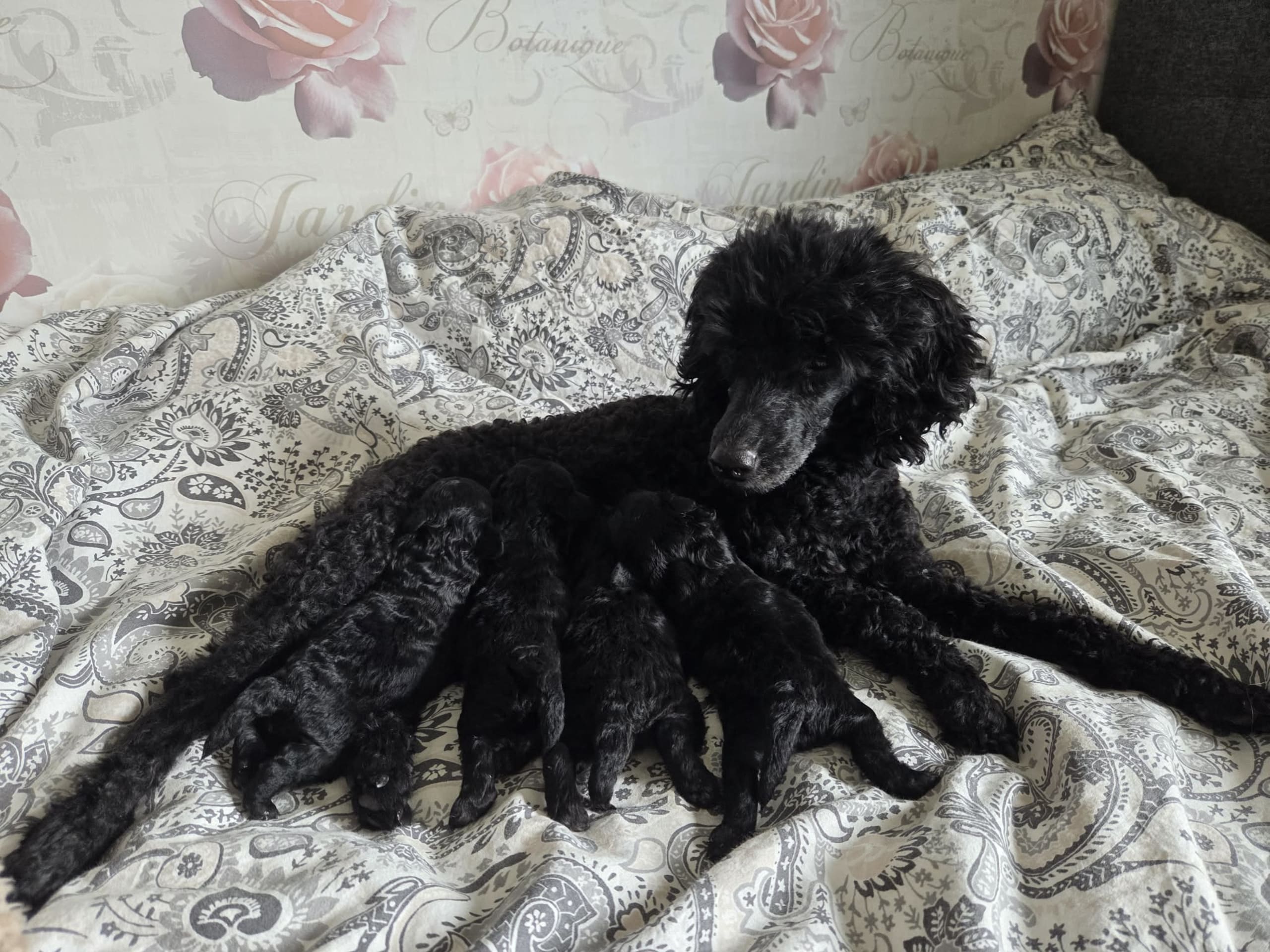 Miniature Poodle · åseda · Mulatorps