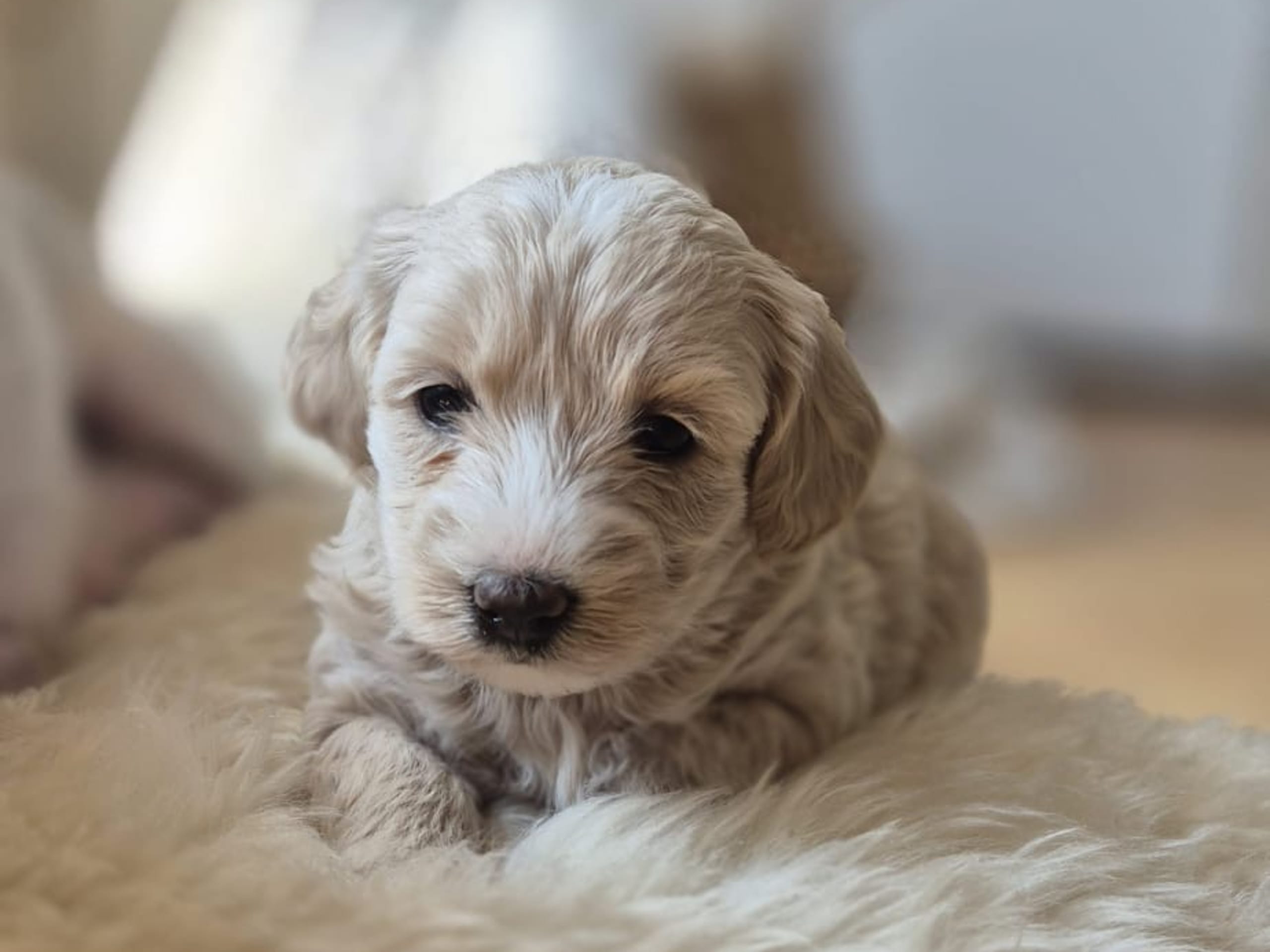 Maltipoo