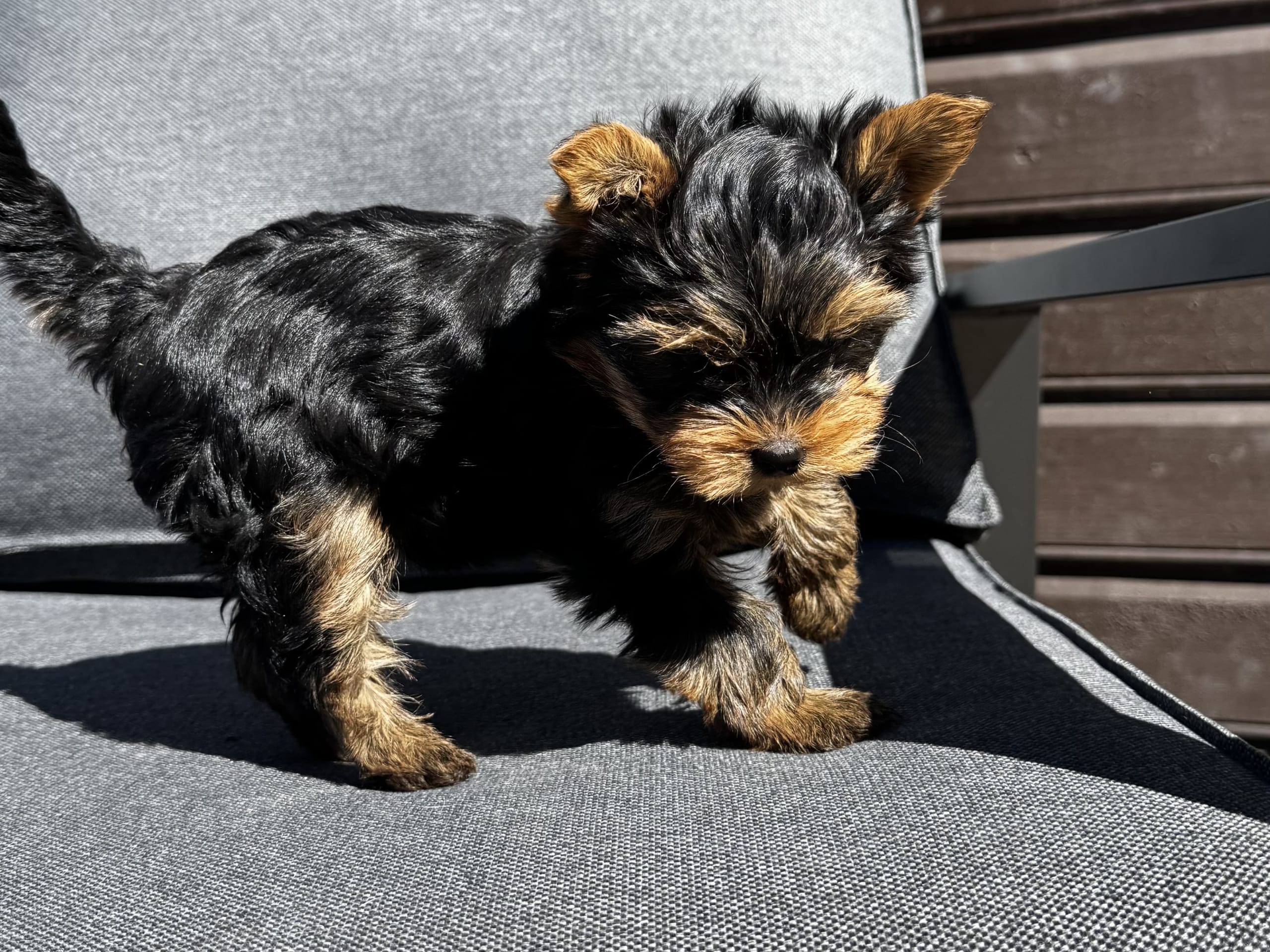 Yorkshireterrier