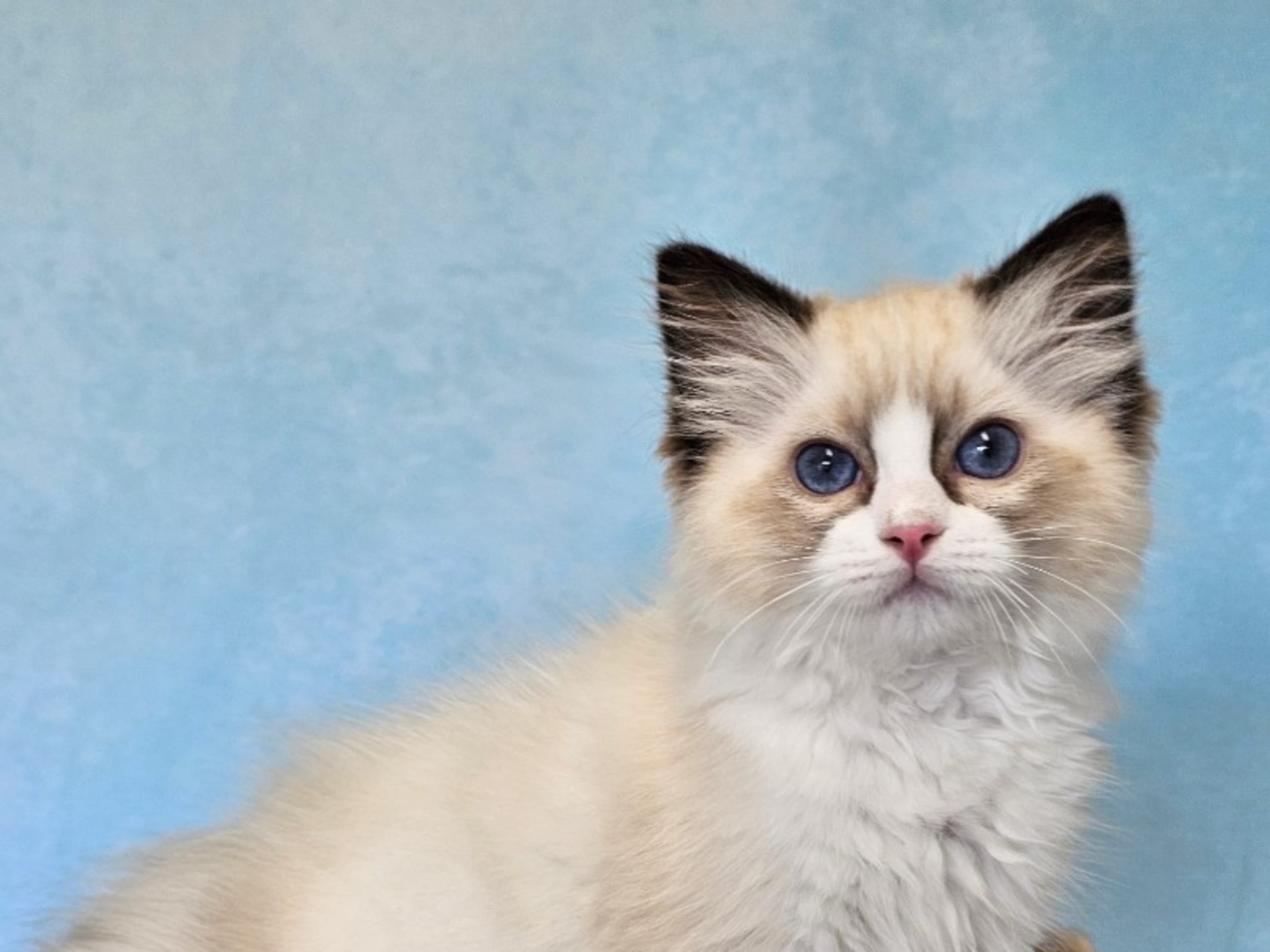 Ragdoll