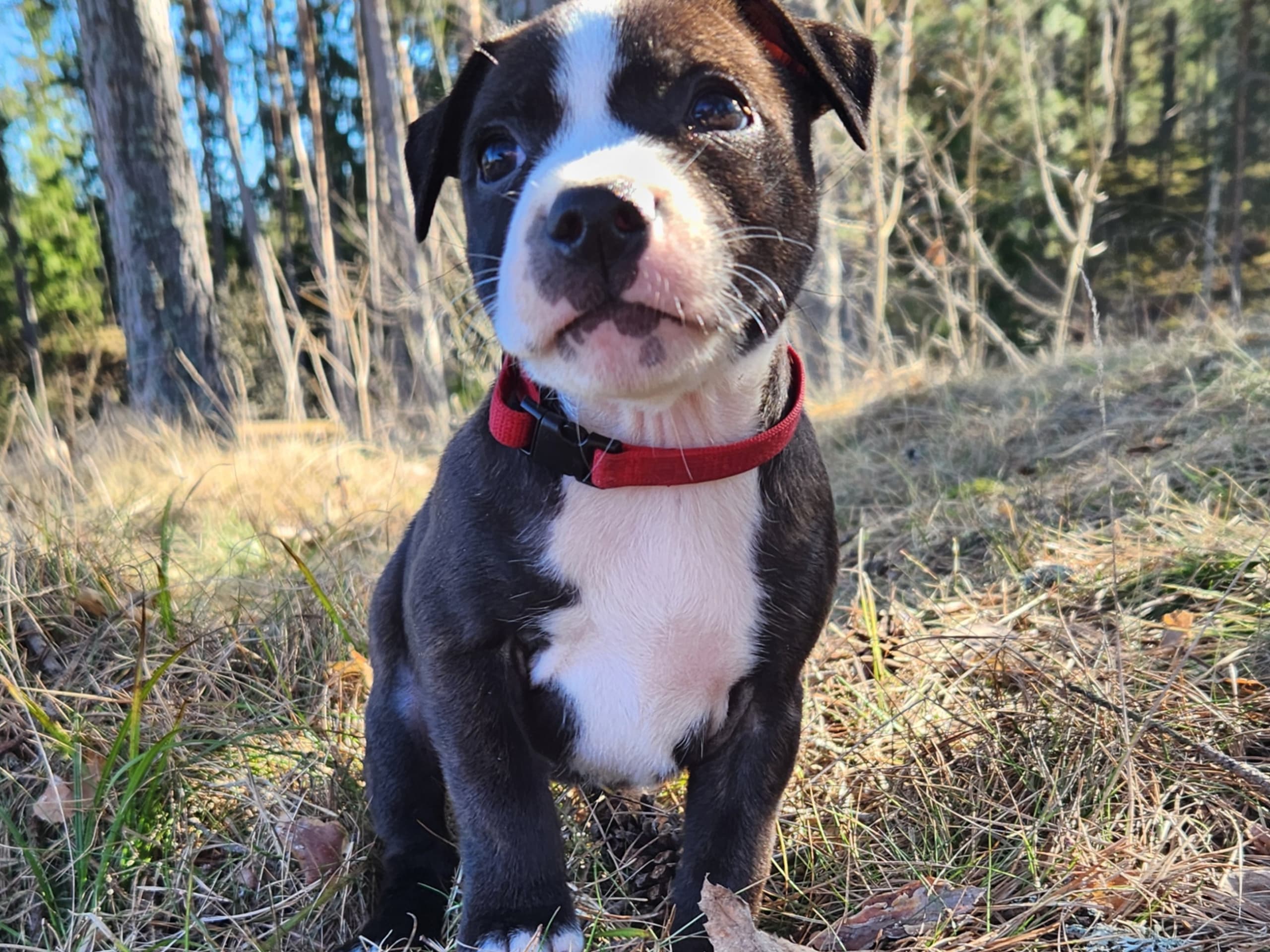 Staffordshire bullterrier · Katrineholm · Ozkagården's
