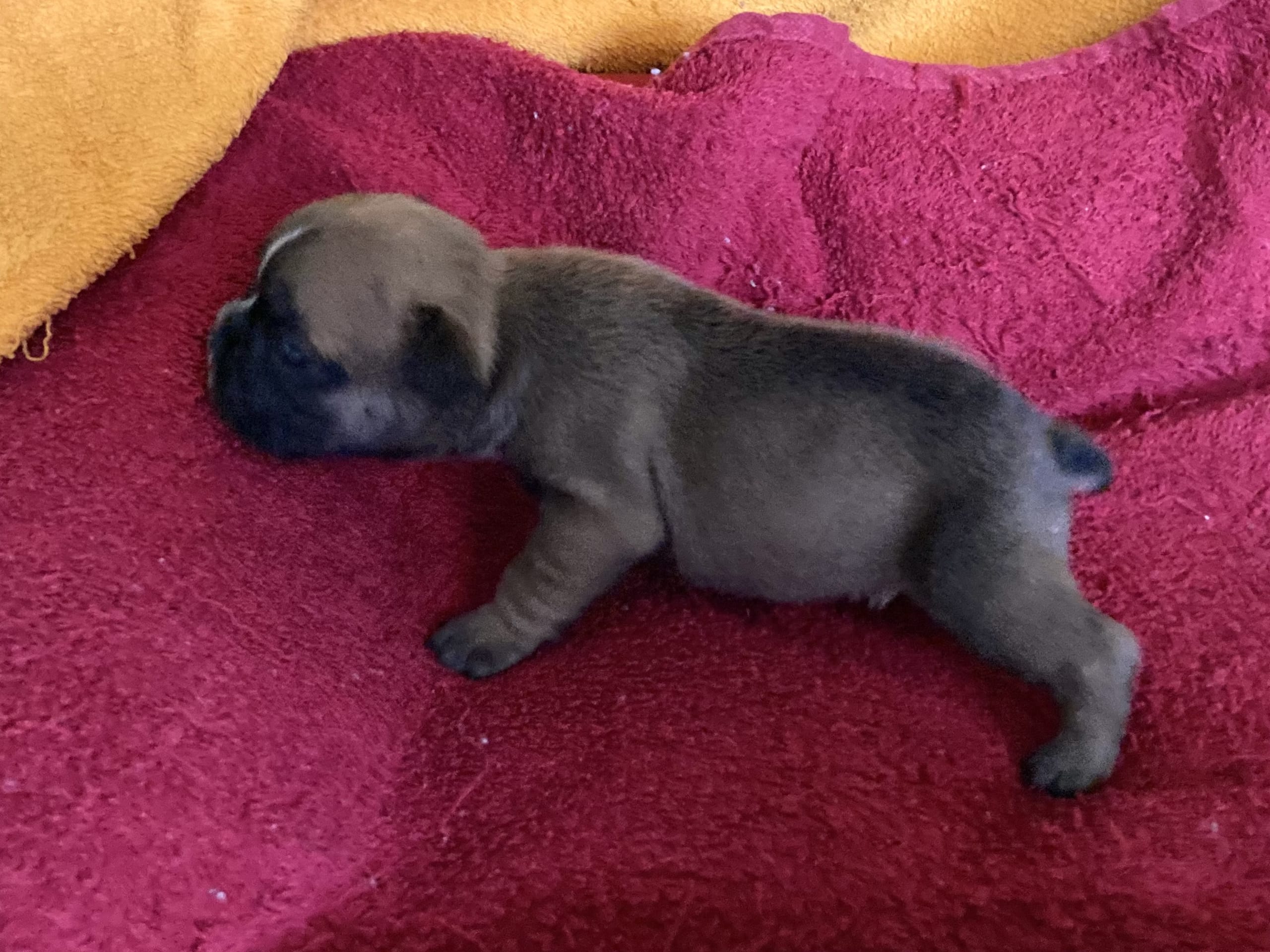 Fransk bulldogg