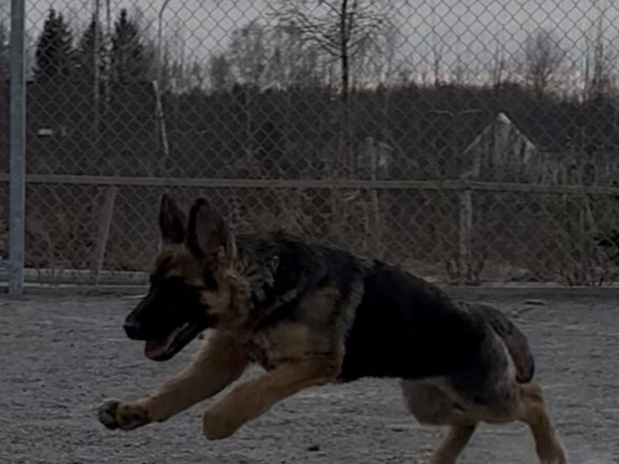 Schäferhund