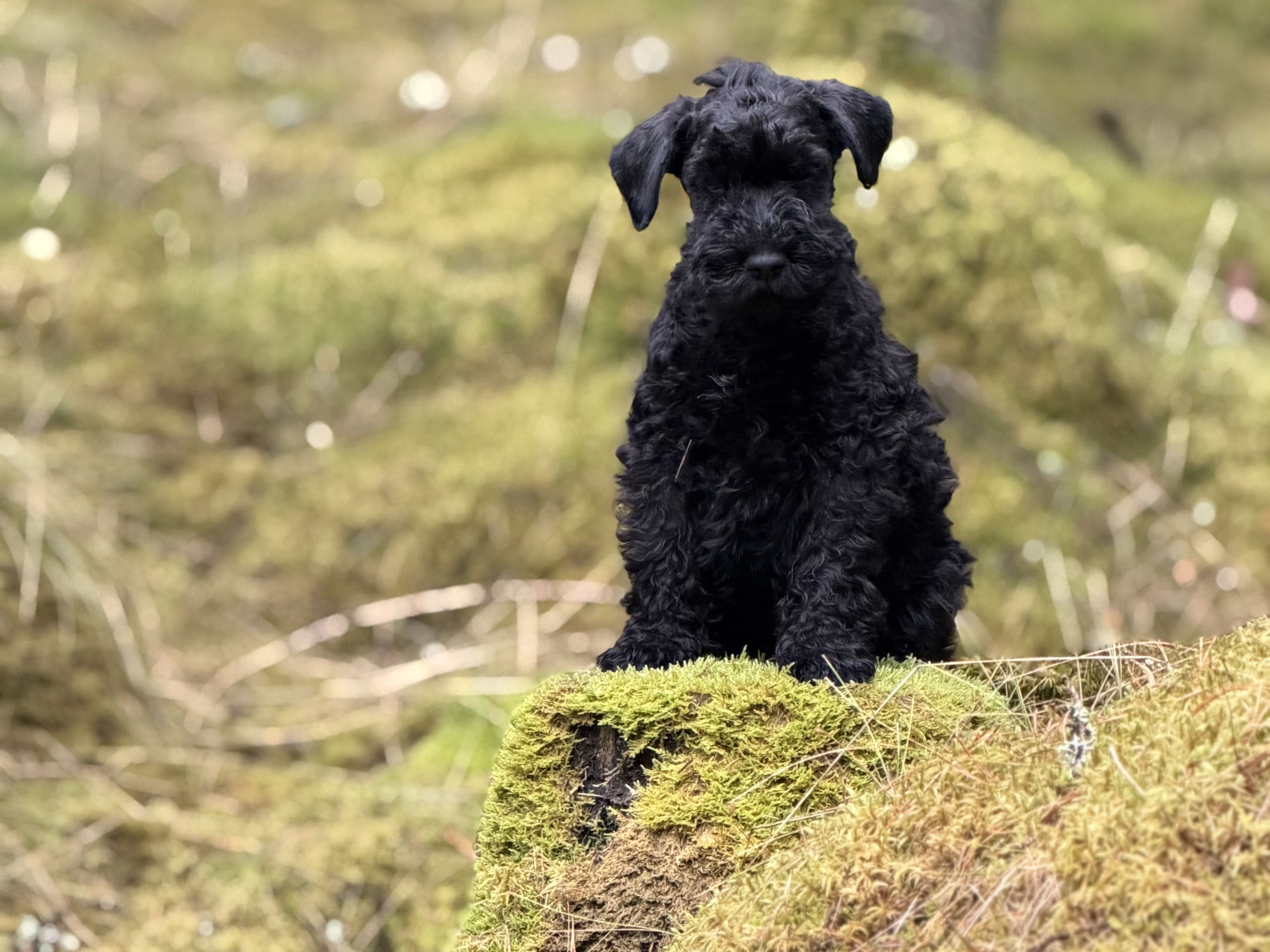 Kerry blue terrier