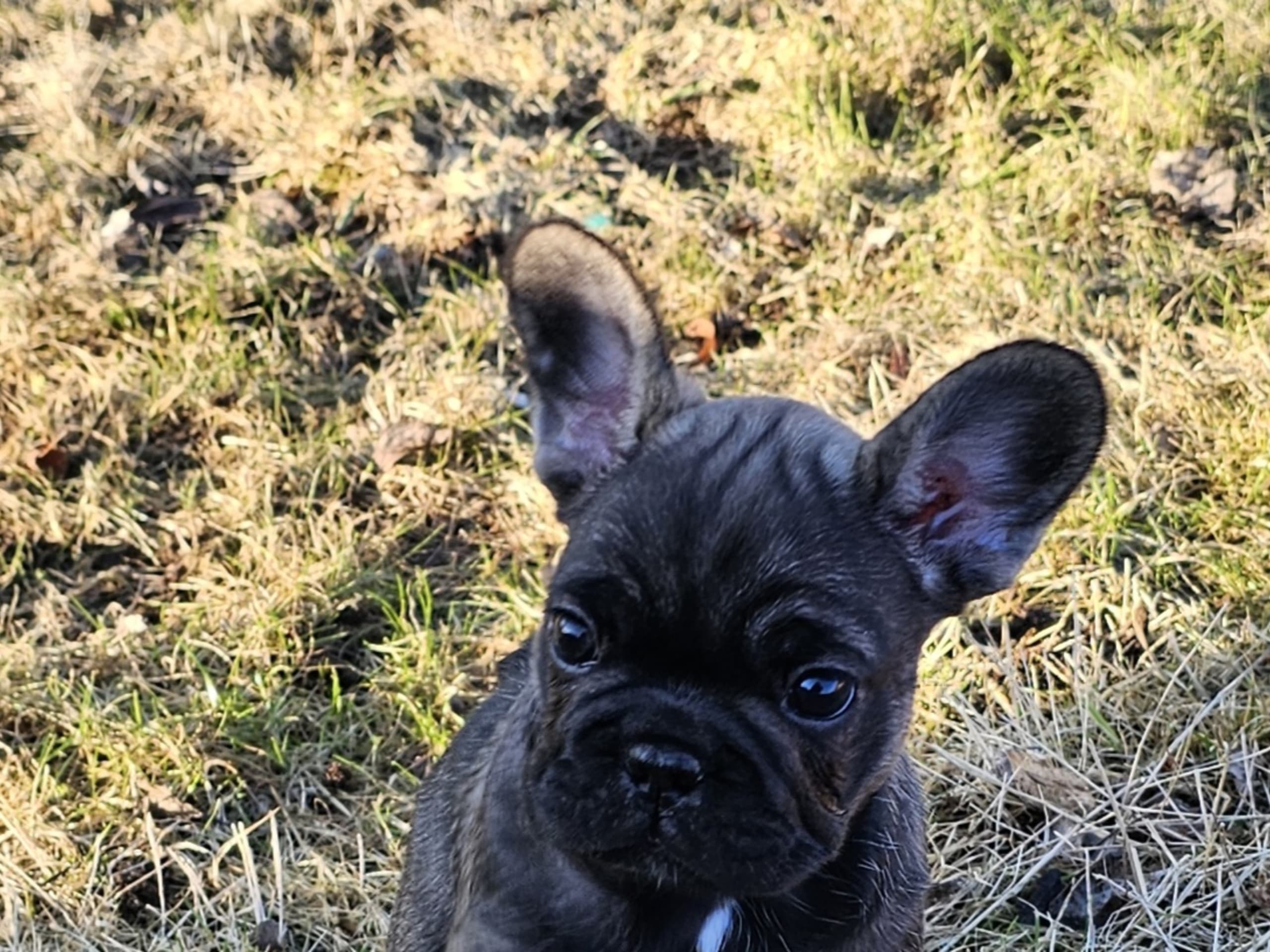 French Bulldog