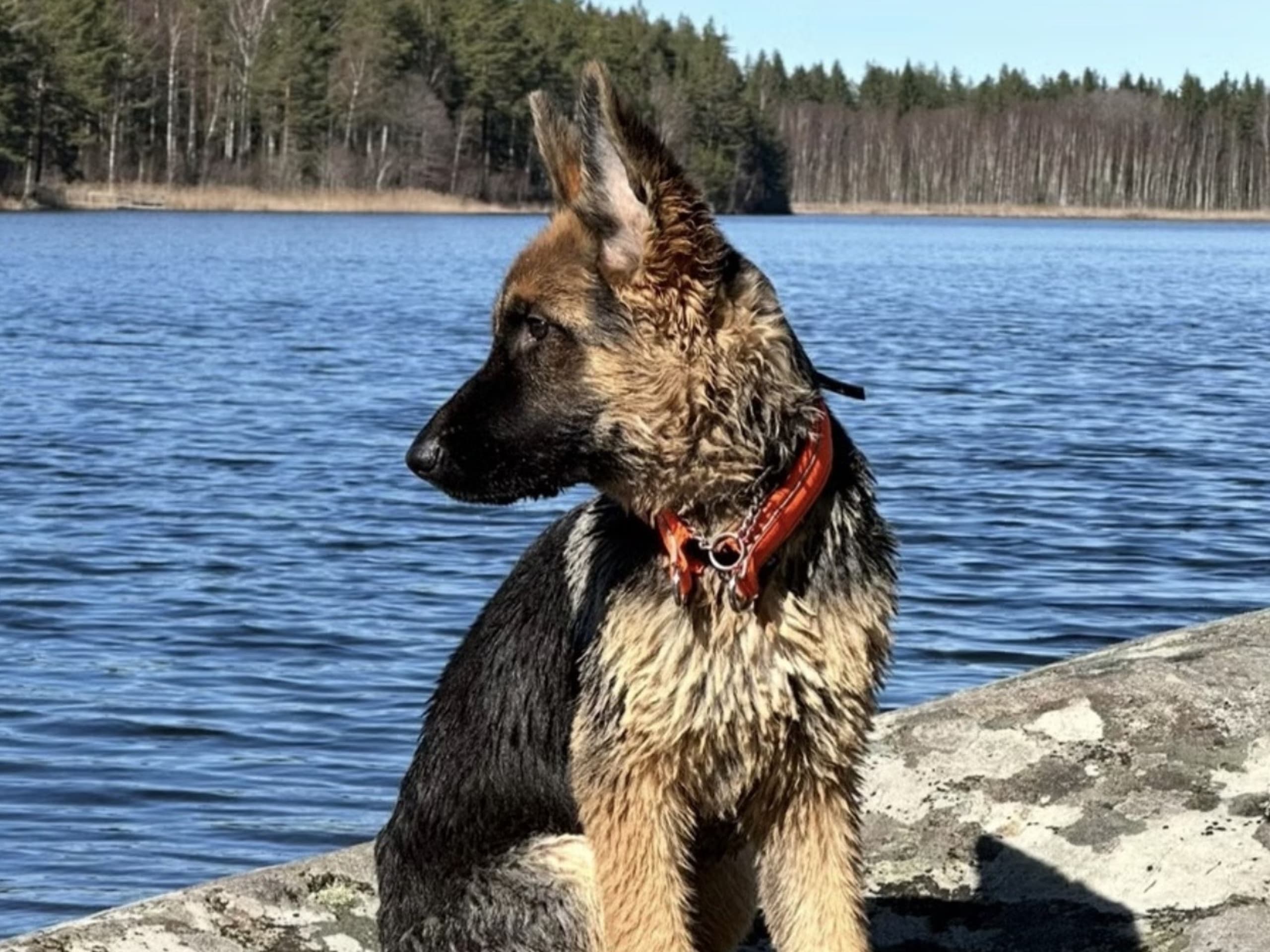 Schäferhund