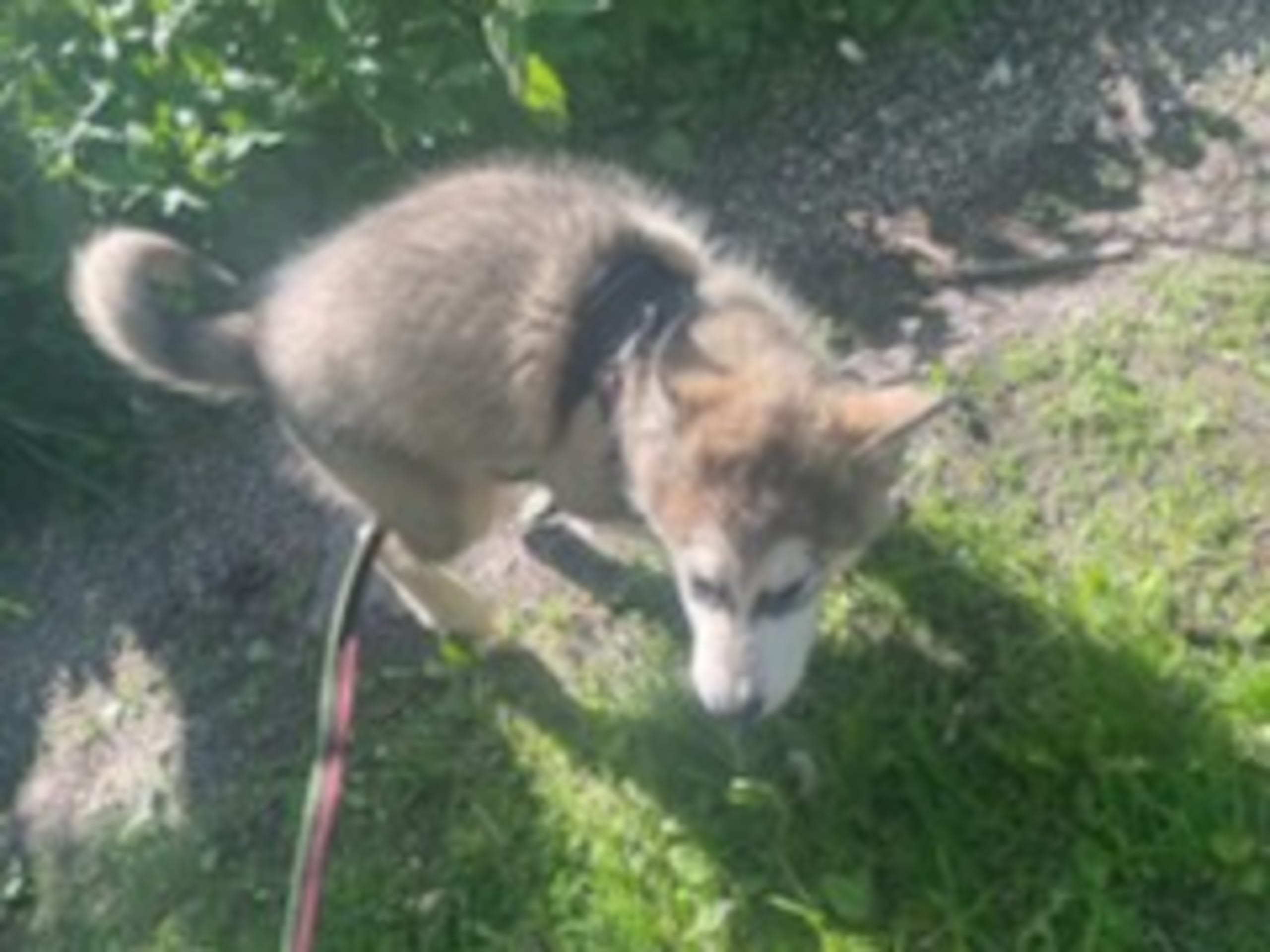 Alaskan Malamute · Ankarsvik · Nabaa H.