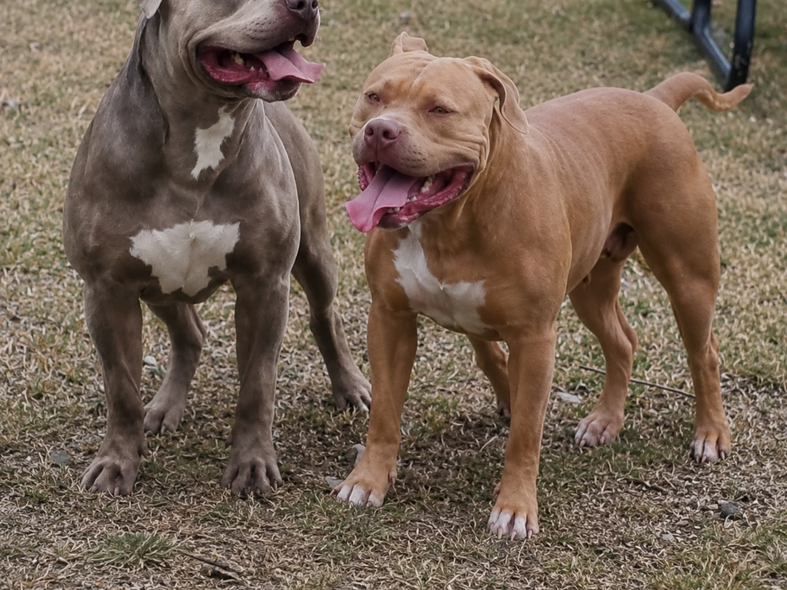 American Bully · Torshälla · Privatperson