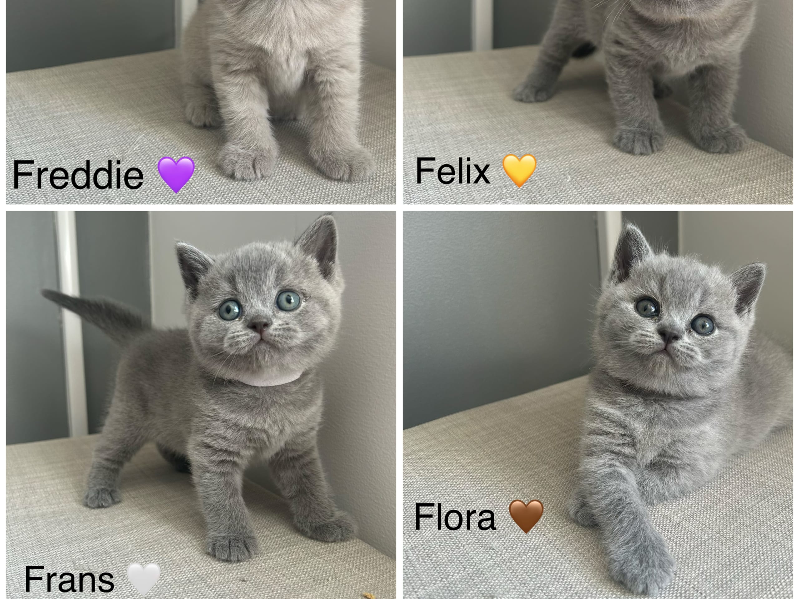 Brittiskt korthår · Spånga · SE* Paws of mischief’s