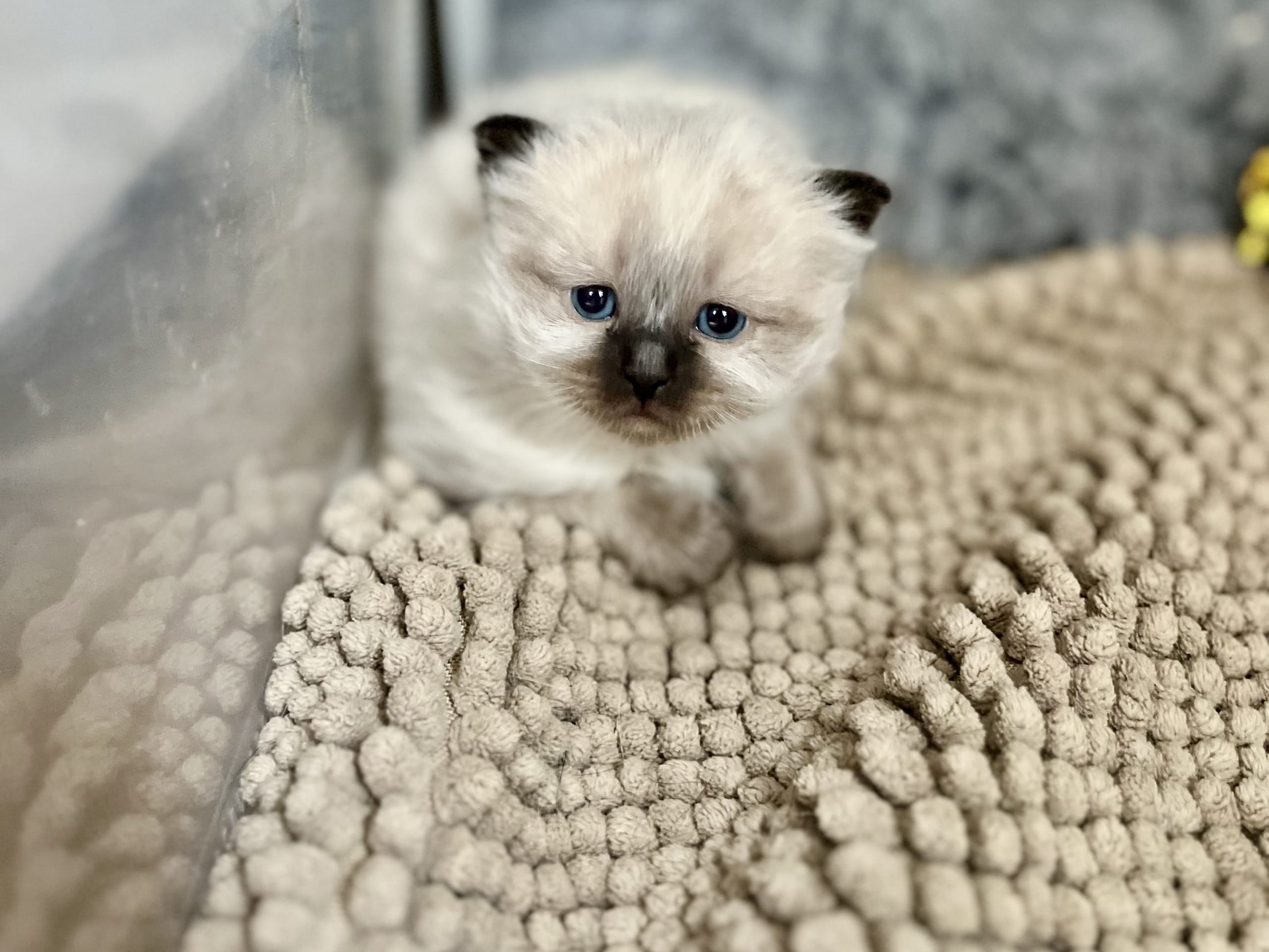 Helig birma / ragdoll · Henån · Olivia F.