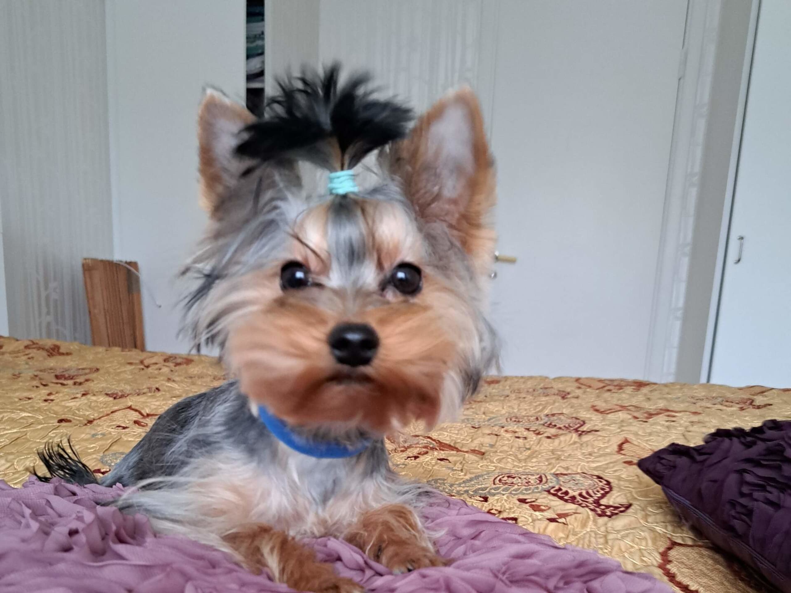 Yorkshireterrier