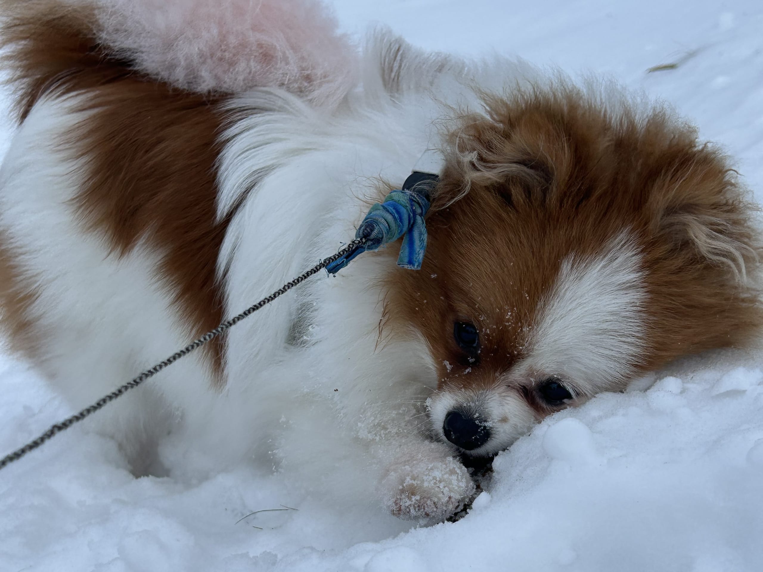 Pomeranian
