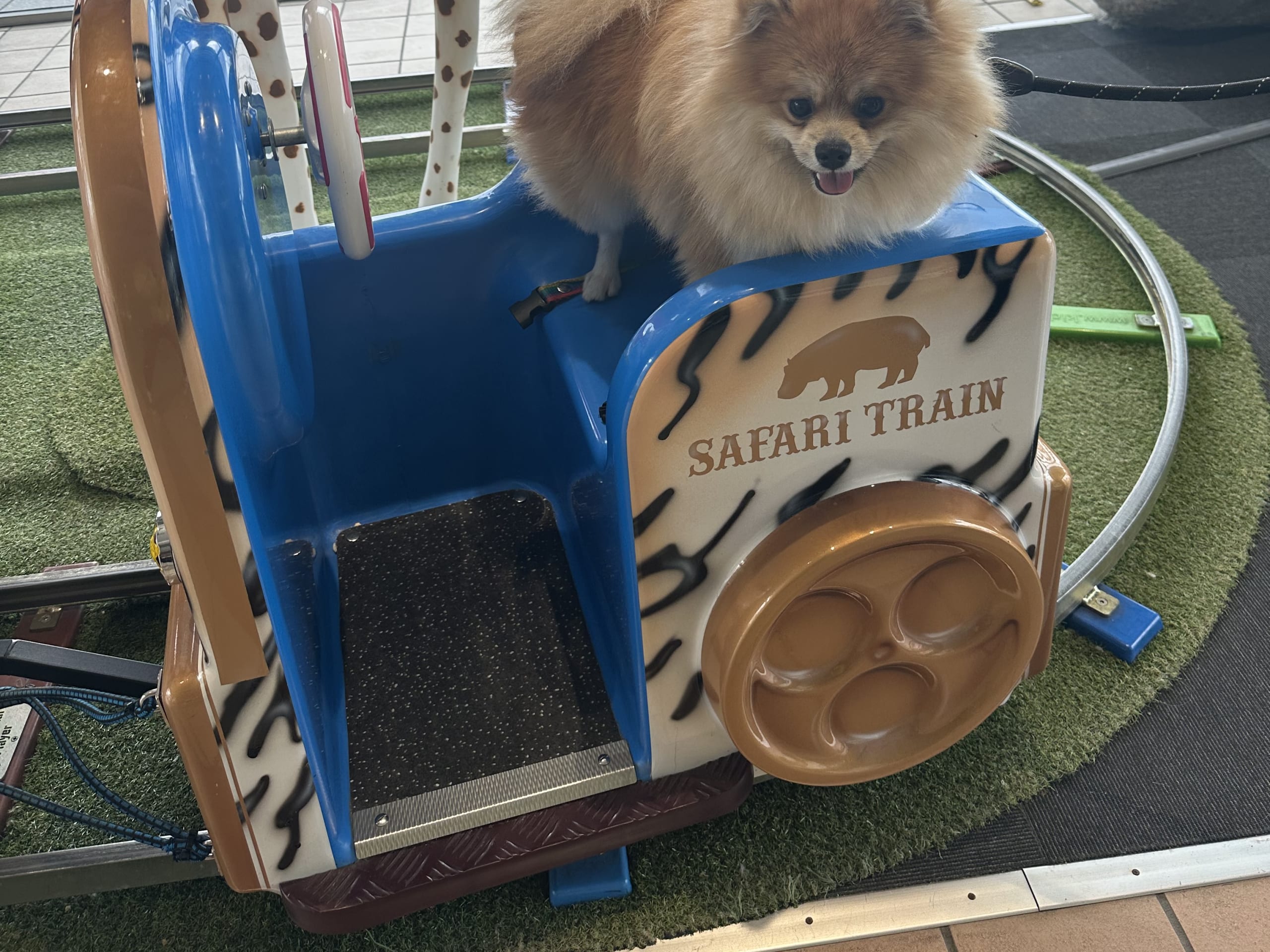 Pomeranian