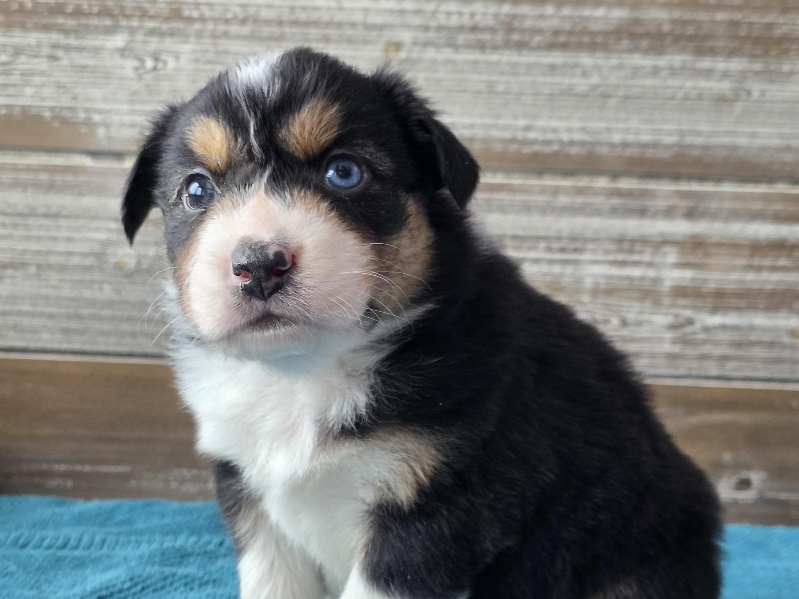 Australian shepherd