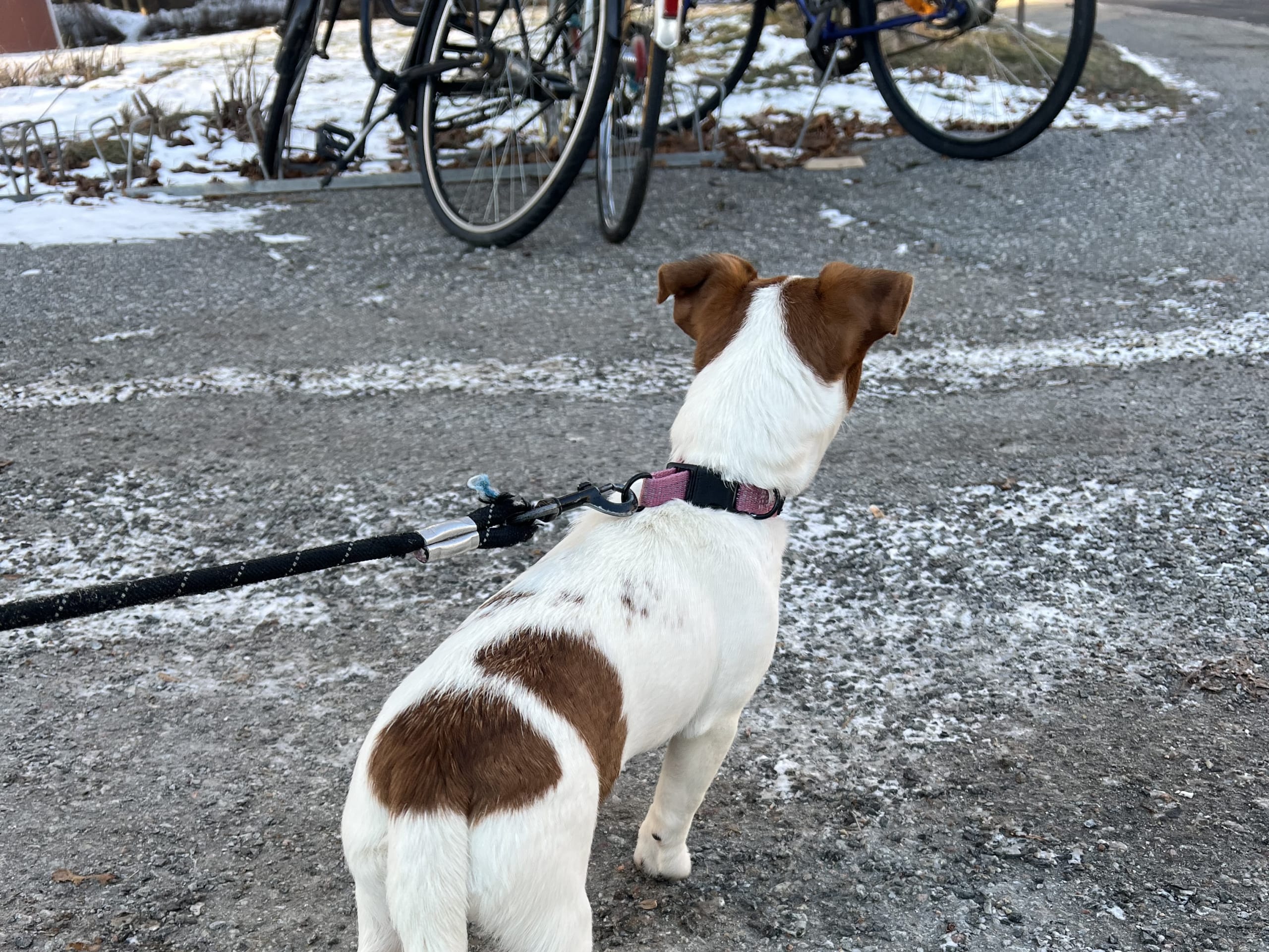 Jack russell terrier