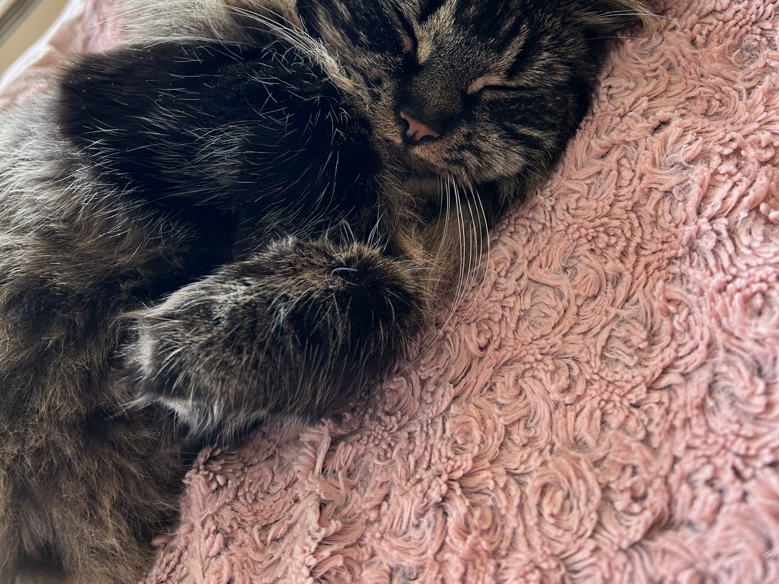 Norsk skogkatt