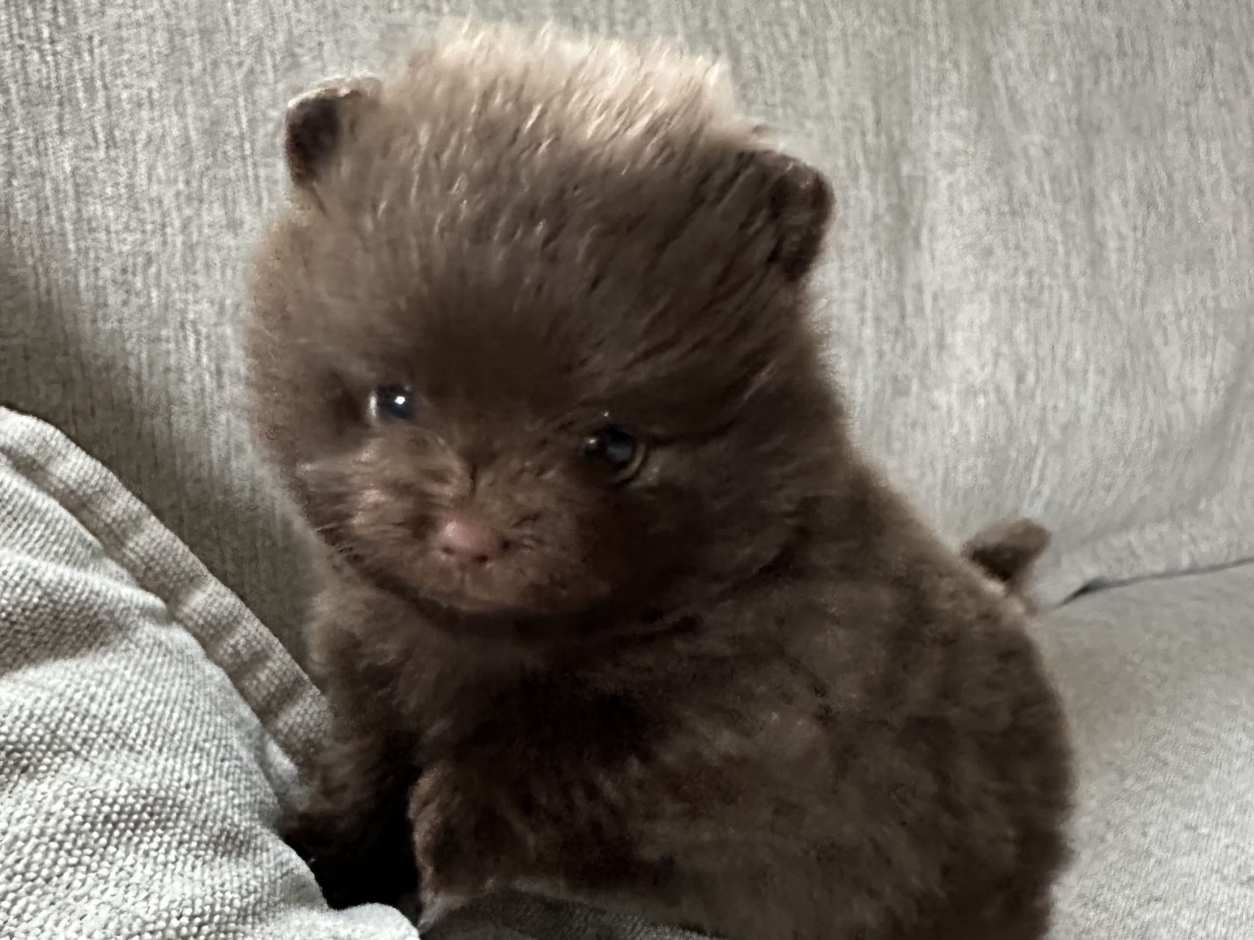 Pomeranian · Ronneby · Ida A.