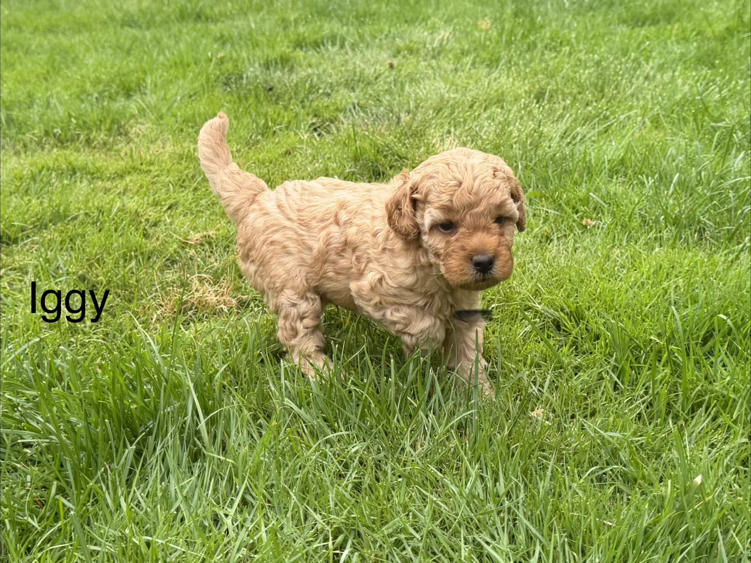 Miniature Poodle · örkelljunga · Mr Singh