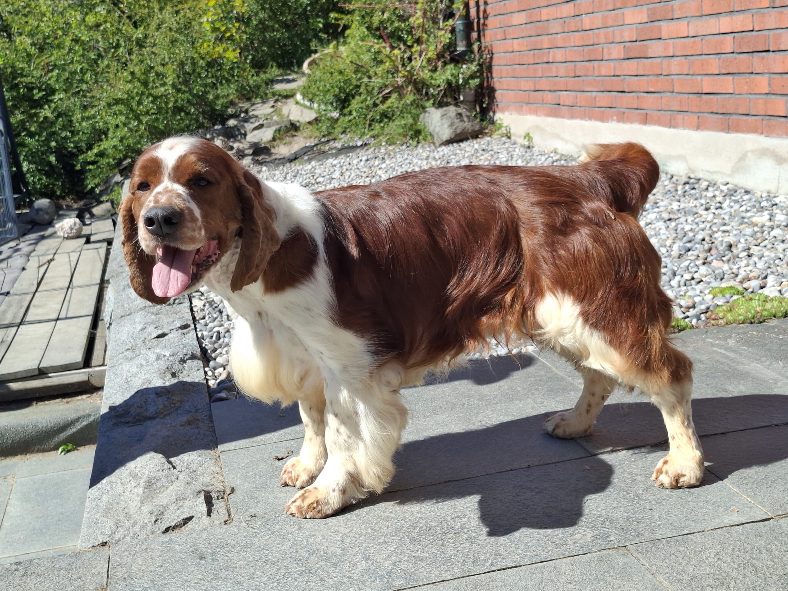 Welsh springer spaniel
