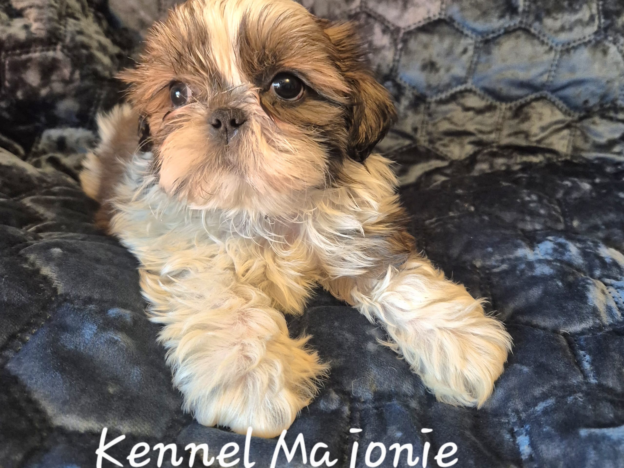 Shih tzu · Upplands Väsby · Majonies