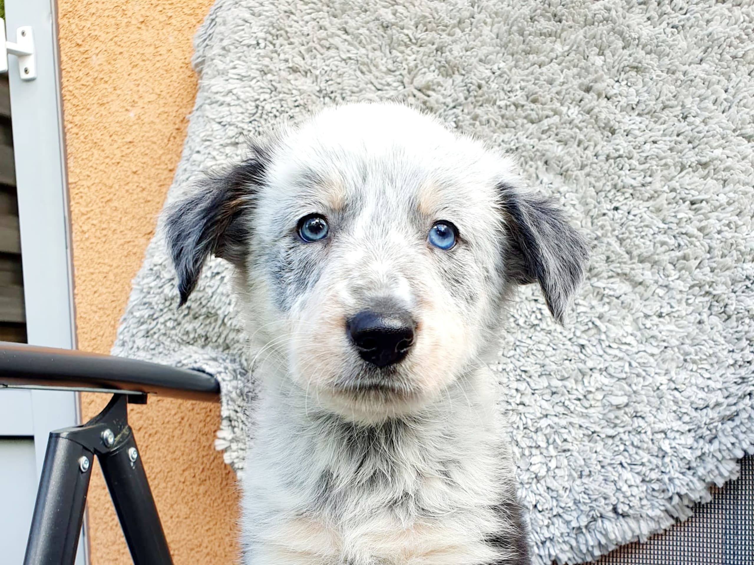 Border collie · Växjö · Canis