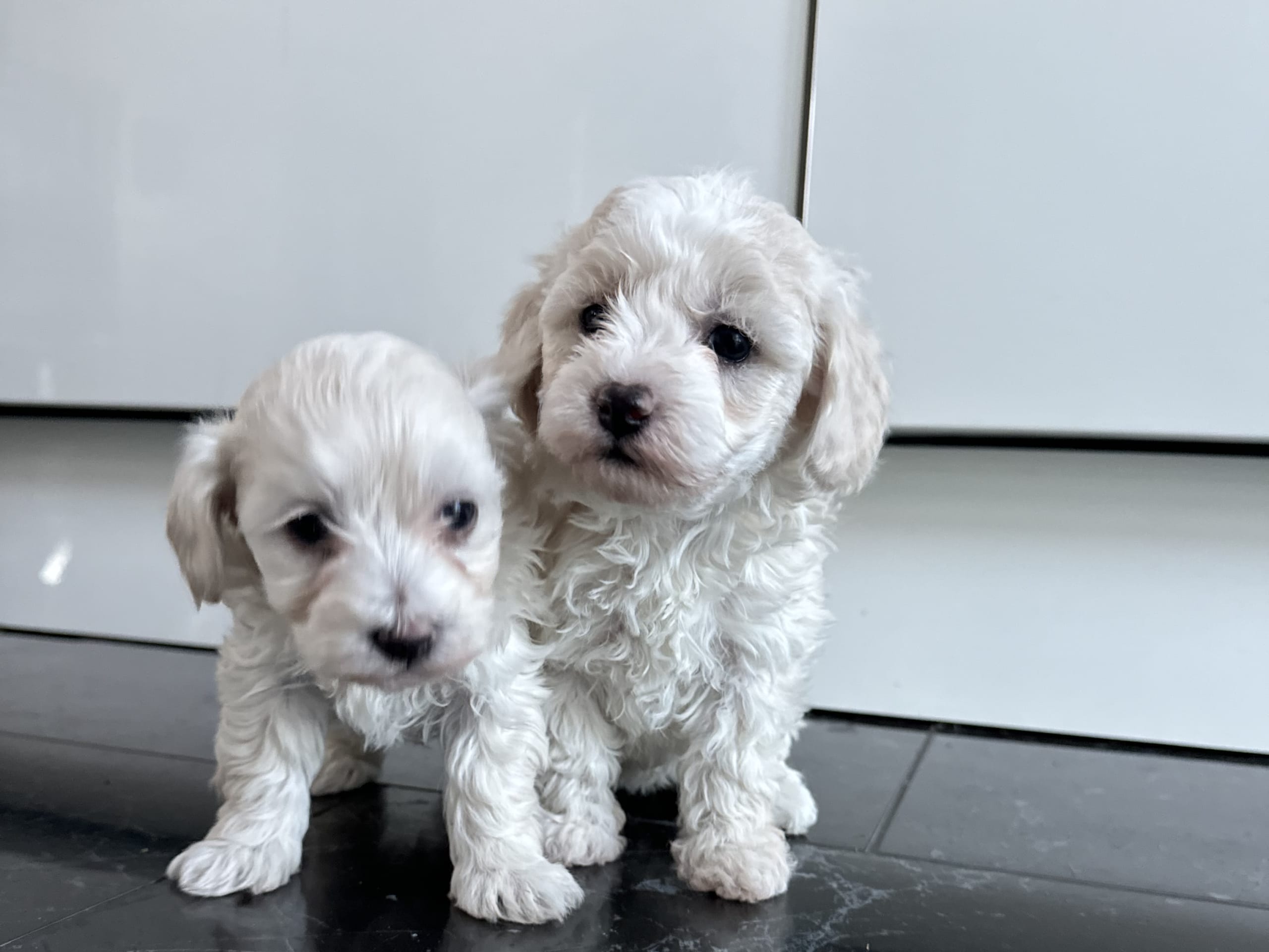 Maltipoo