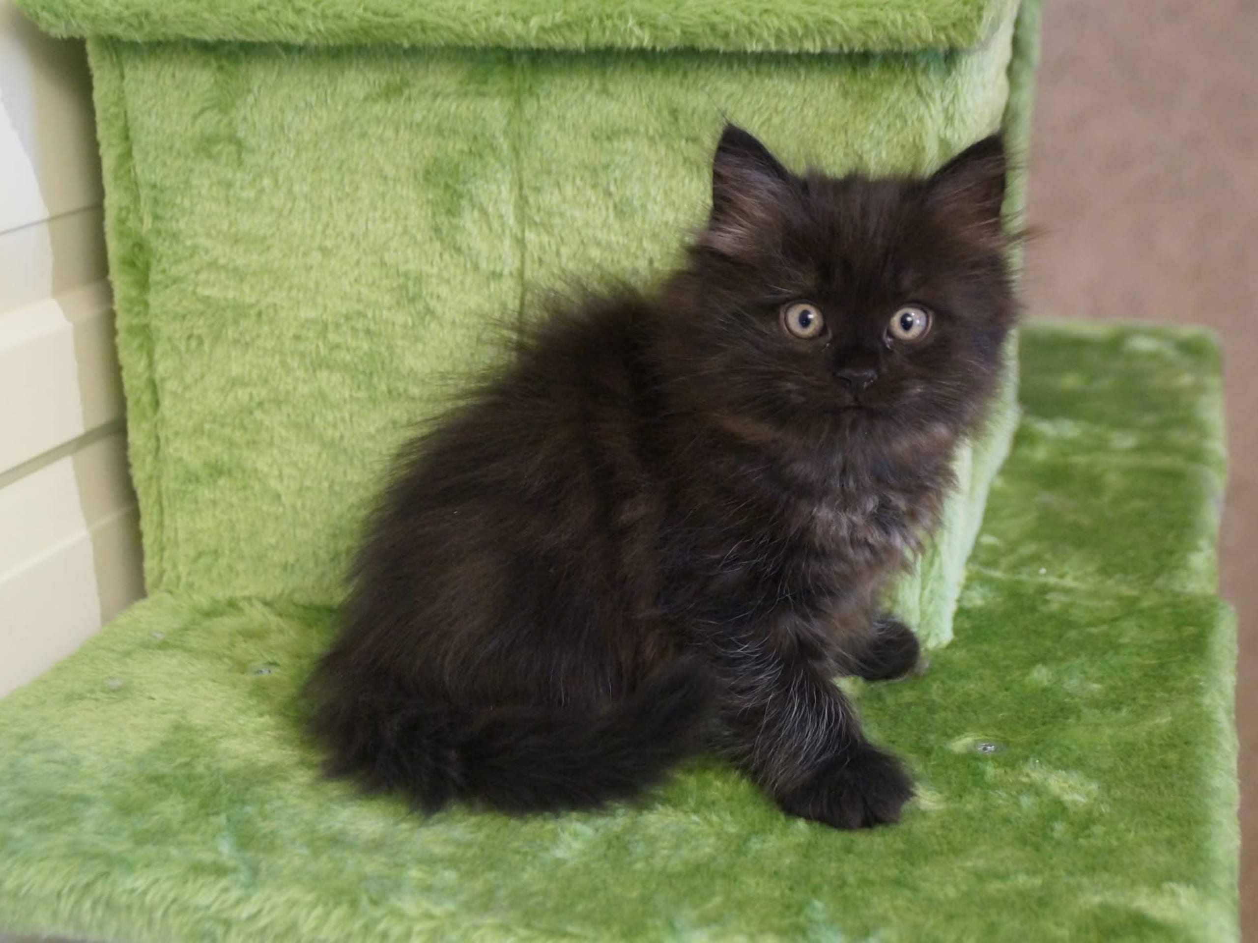 Sibirisk katt