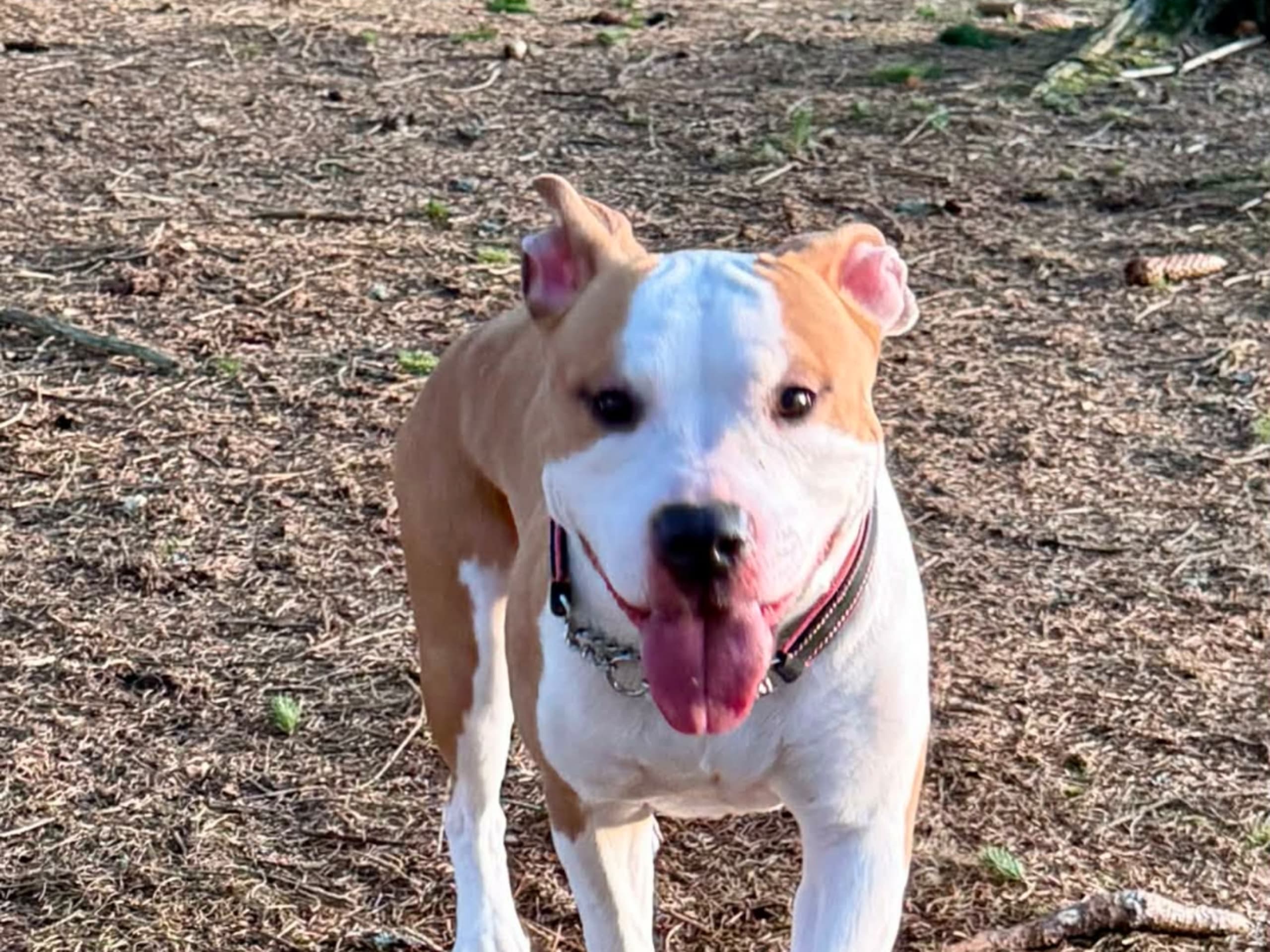 American Staffordshire Terrier · Perstorp · Annicanina's