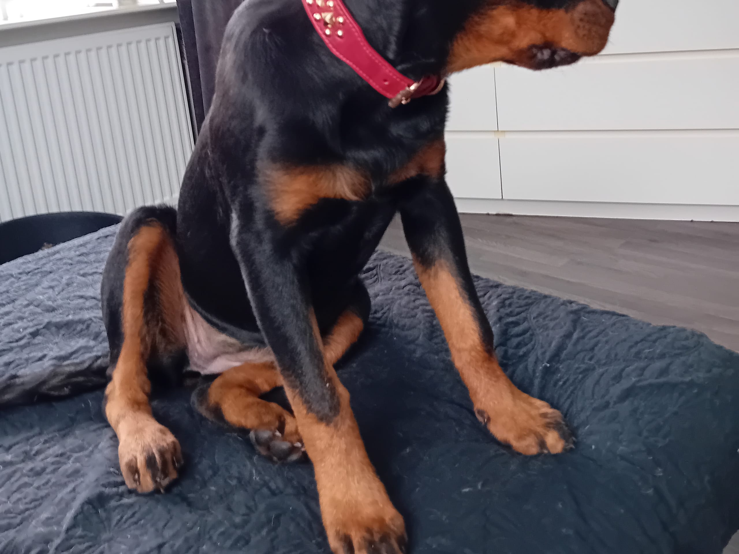 Rottweiler