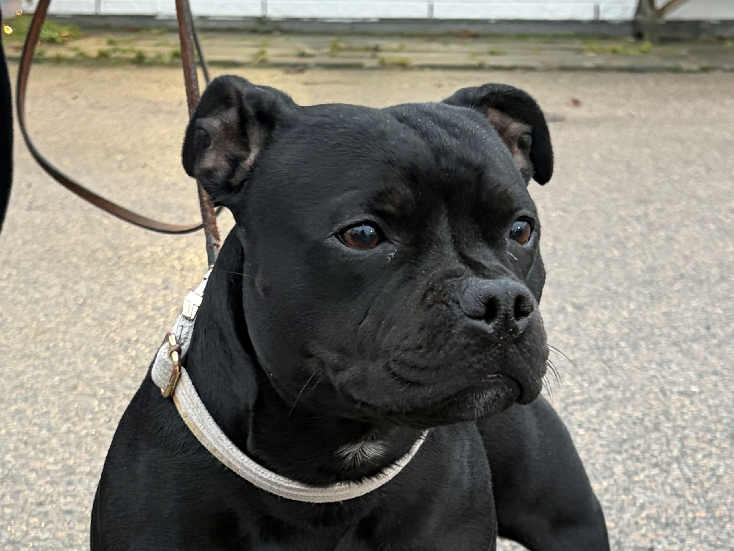 Staffordshire bullterrier