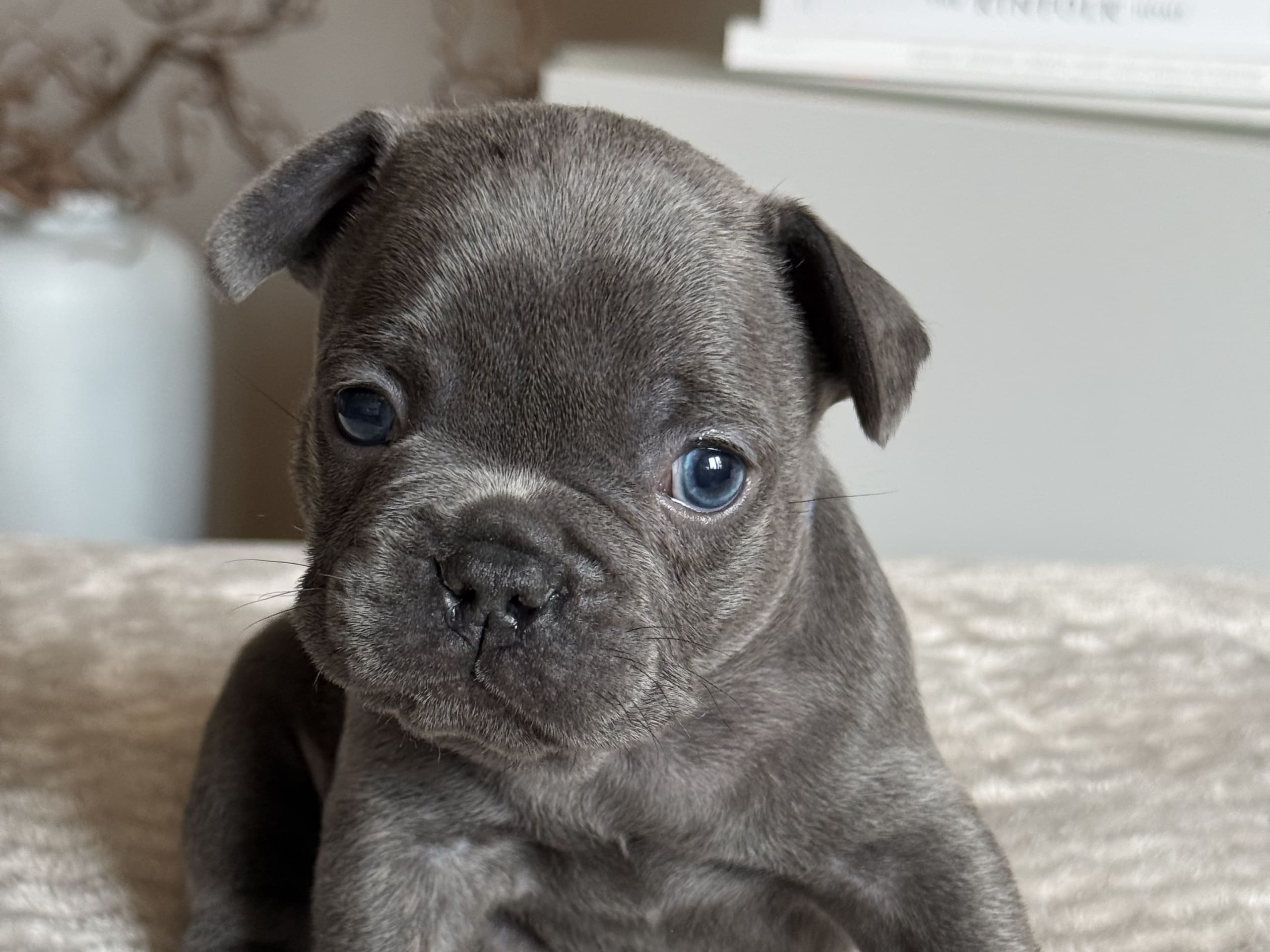 Fransk bulldogg · Malmö · Tracy D.