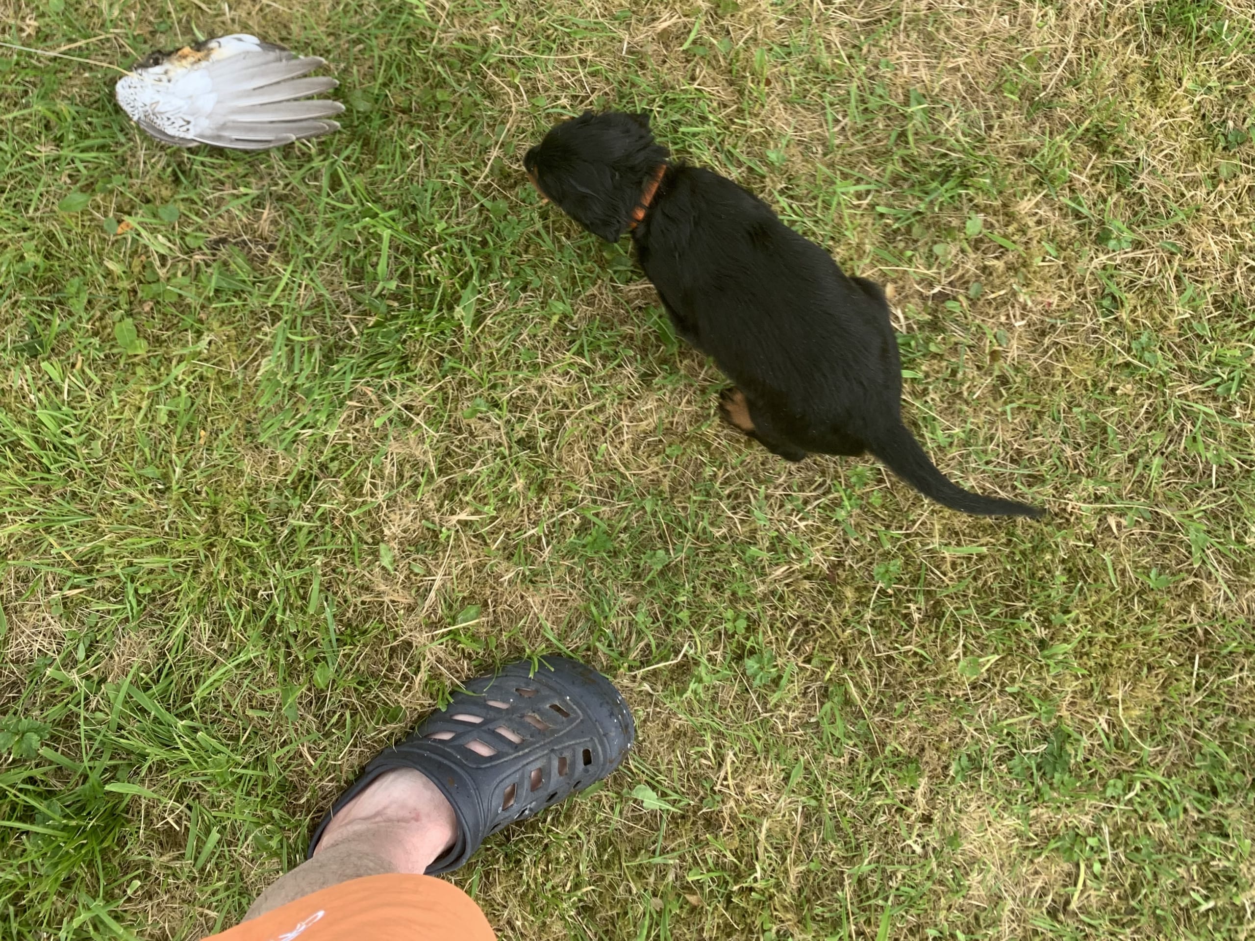 Gordon Setter · Bjoa · Storenutens
