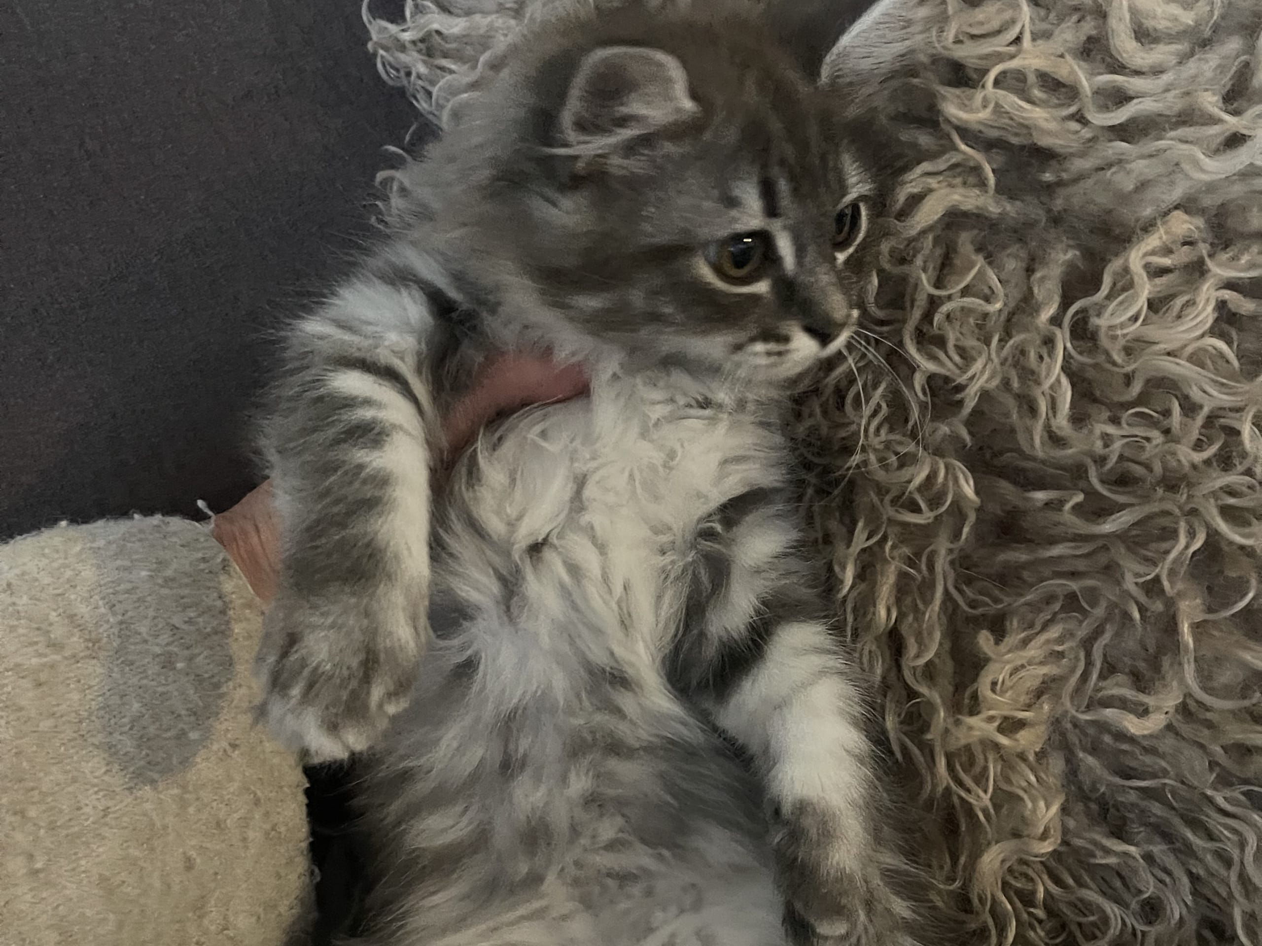 Ragdoll · Göteborg · Ulrica C.
