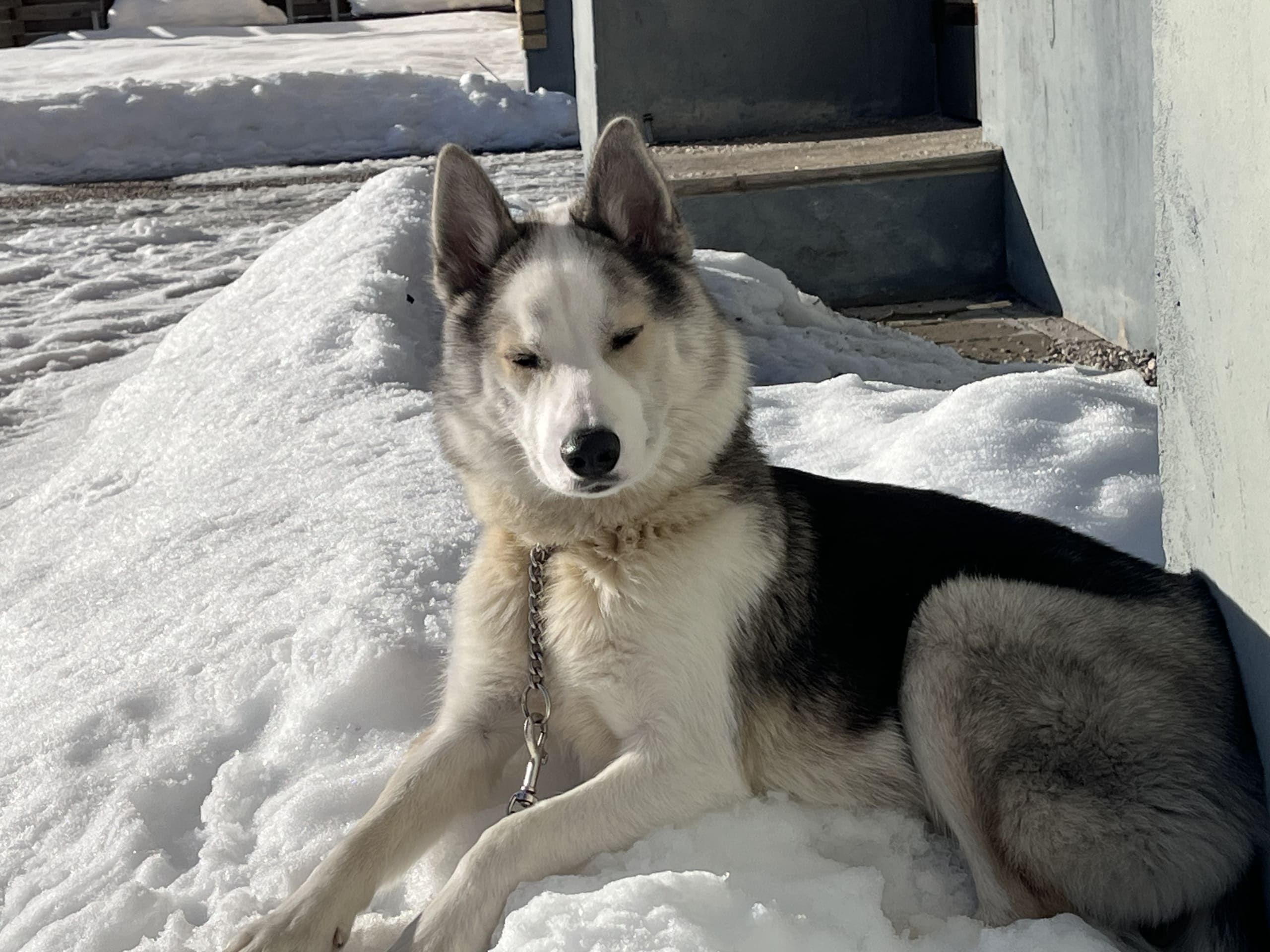 Siberian husky