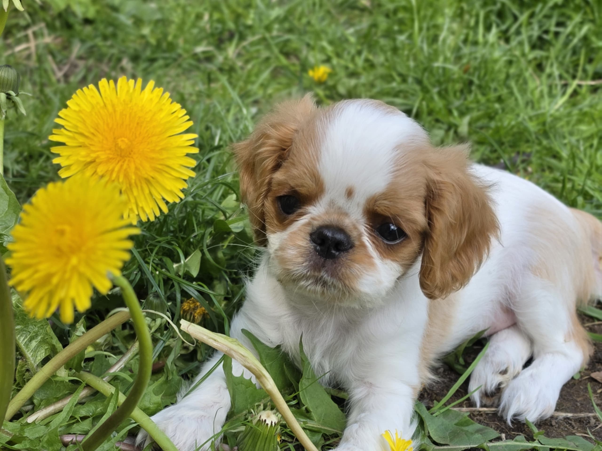 King charles spaniel