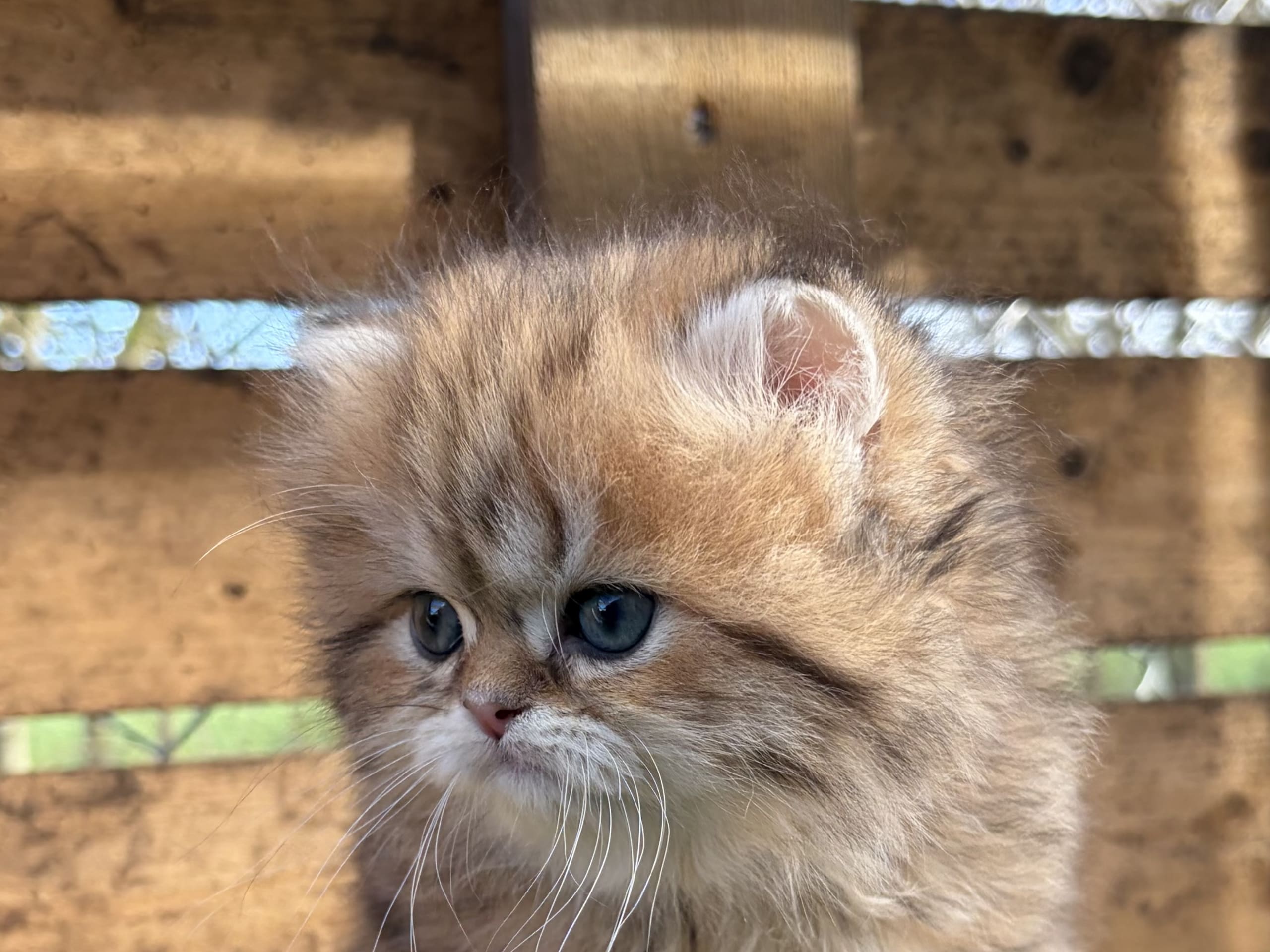 SE*Lilla Kattmakeriet